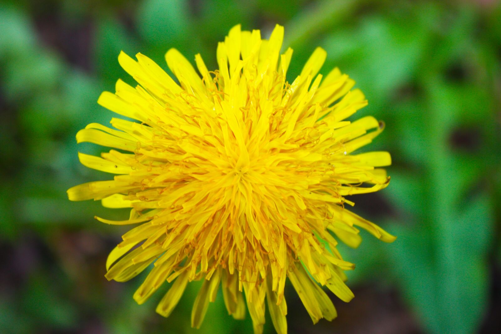 Canon EOS 450D (EOS Rebel XSi / EOS Kiss X2) sample photo. Dandelion flower, macro, close-up photography