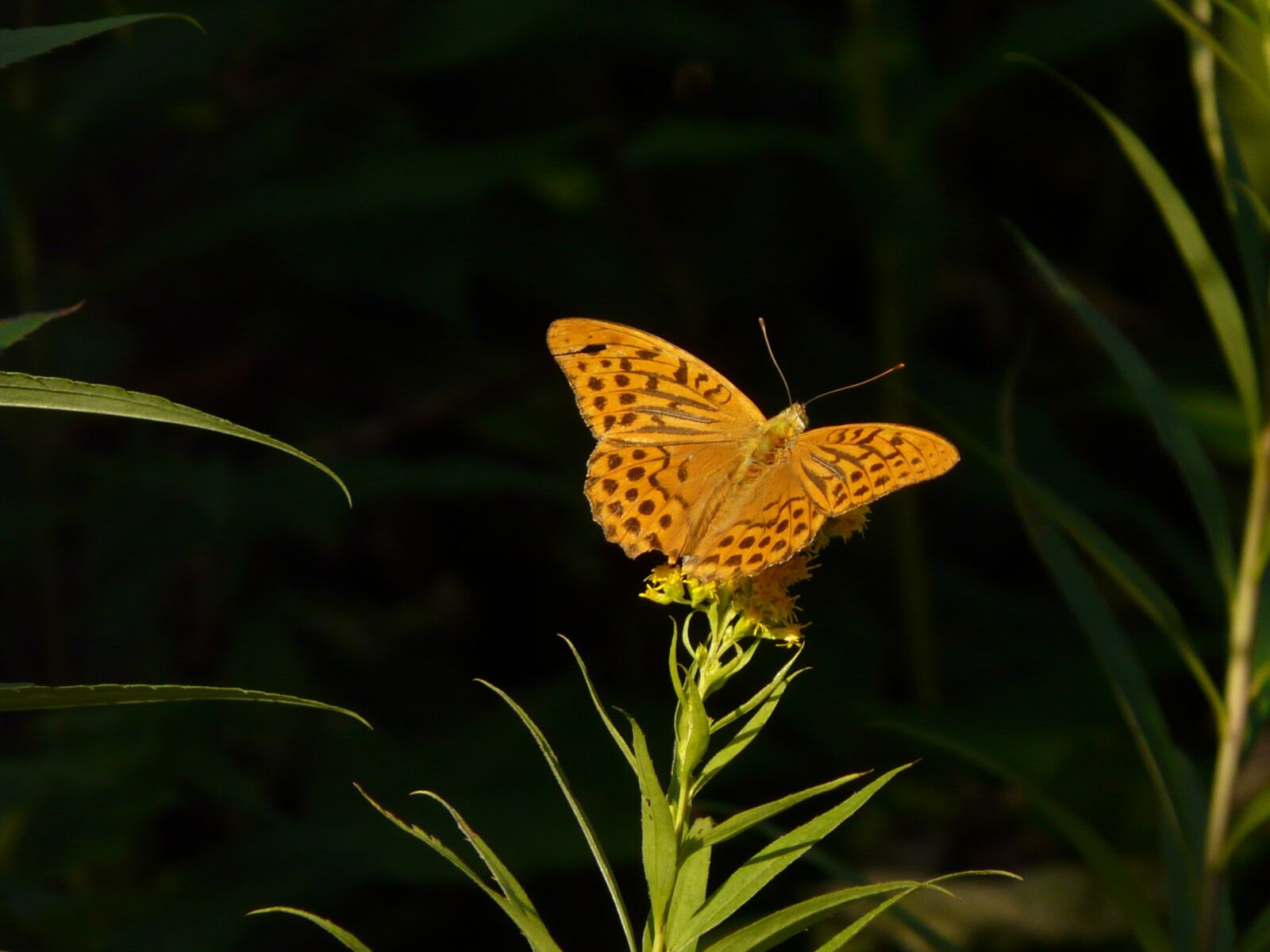 Panasonic DMC-FZ18 sample photo. Butterfly, orange, insect photography