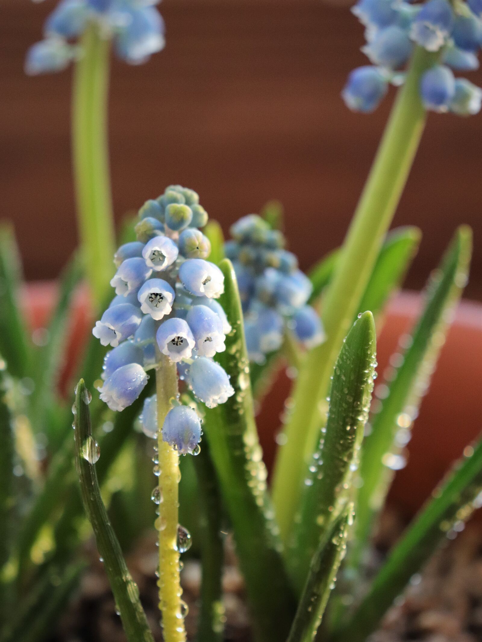 Canon EOS 800D (EOS Rebel T7i / EOS Kiss X9i) sample photo. Muscat and, trickle, flowers photography