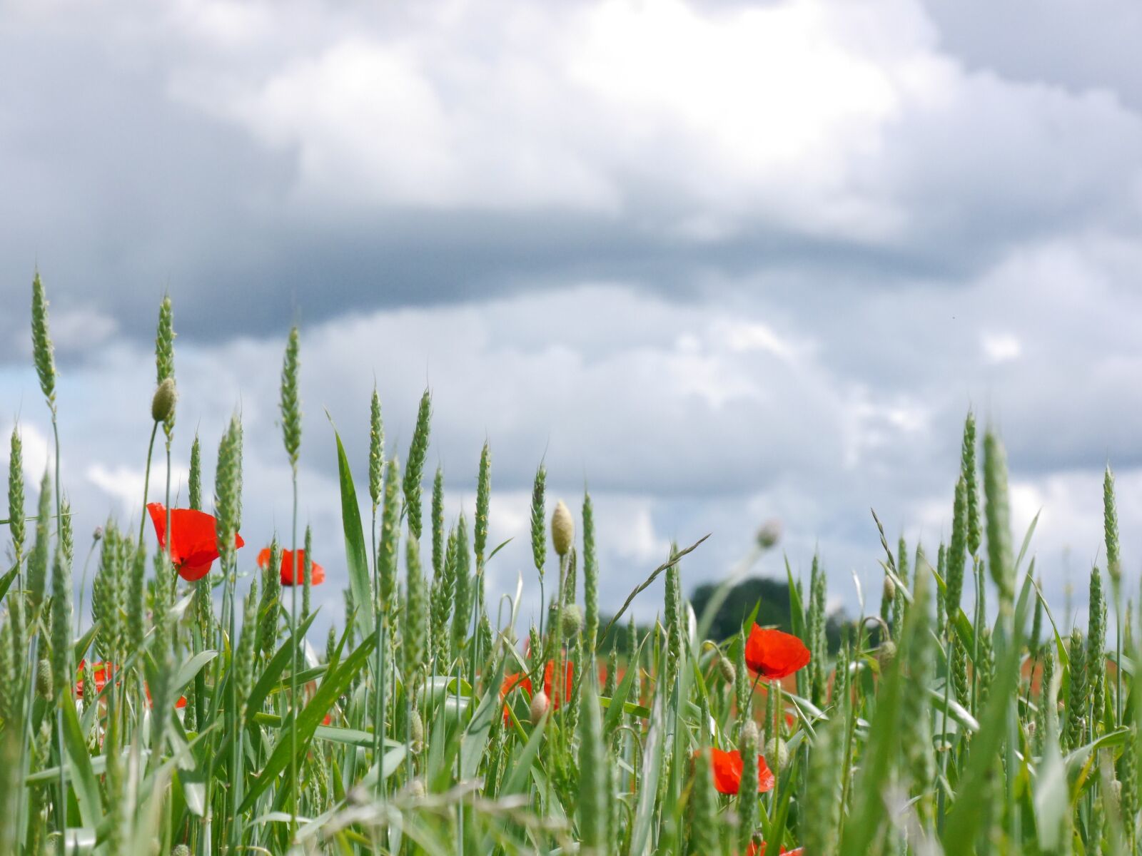 Panasonic Lumix DMC-G6 sample photo. Clouds, poppy, meadow photography