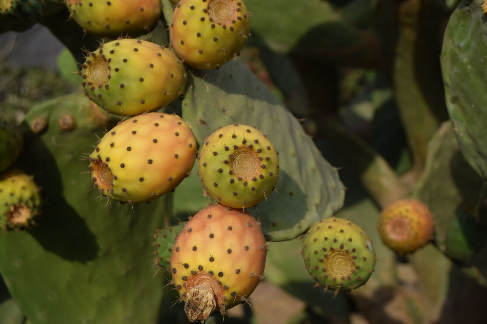 Nikon D3300 sample photo. Cactus, cactus fruit, close photography