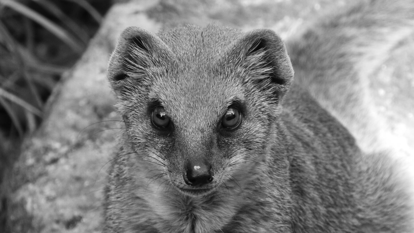 Nikon Coolpix P610 sample photo. Mongoose fox, african beast photography
