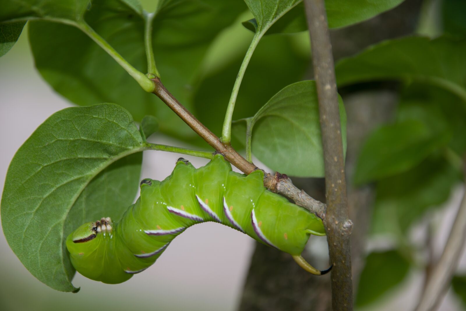 Nikon D5300 sample photo. Caterpillar, butterfly, moth photography