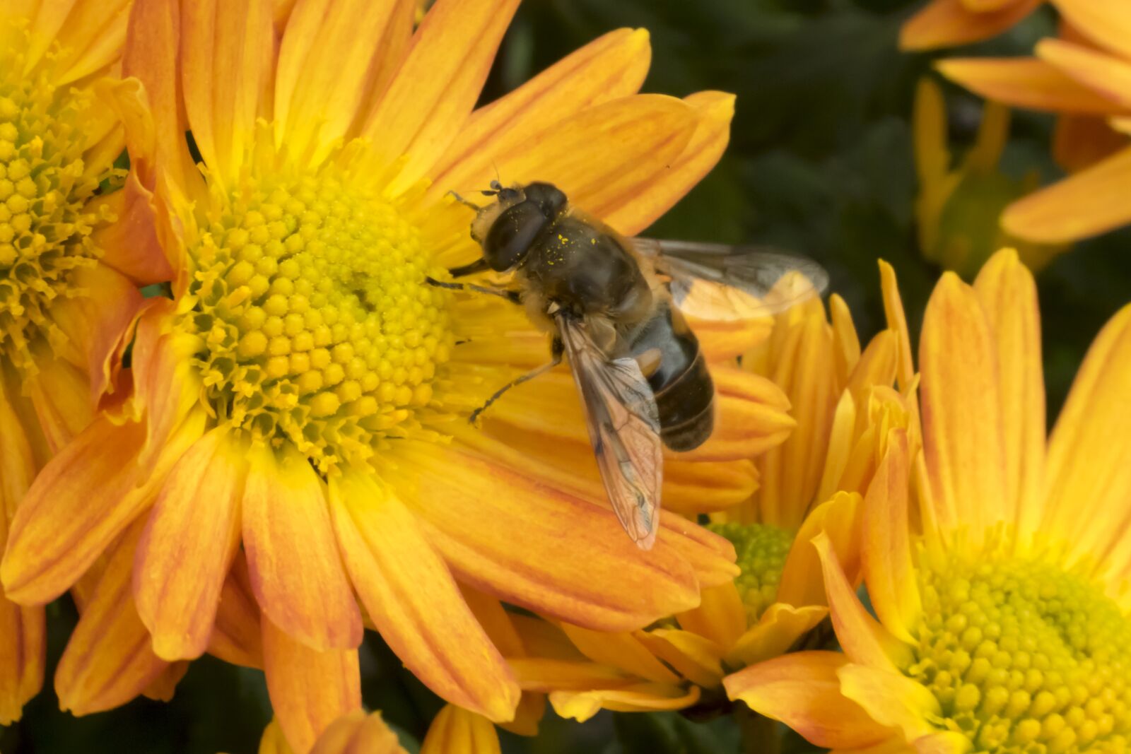 Fujifilm X-T10 sample photo. Flower, autumn, in the photography