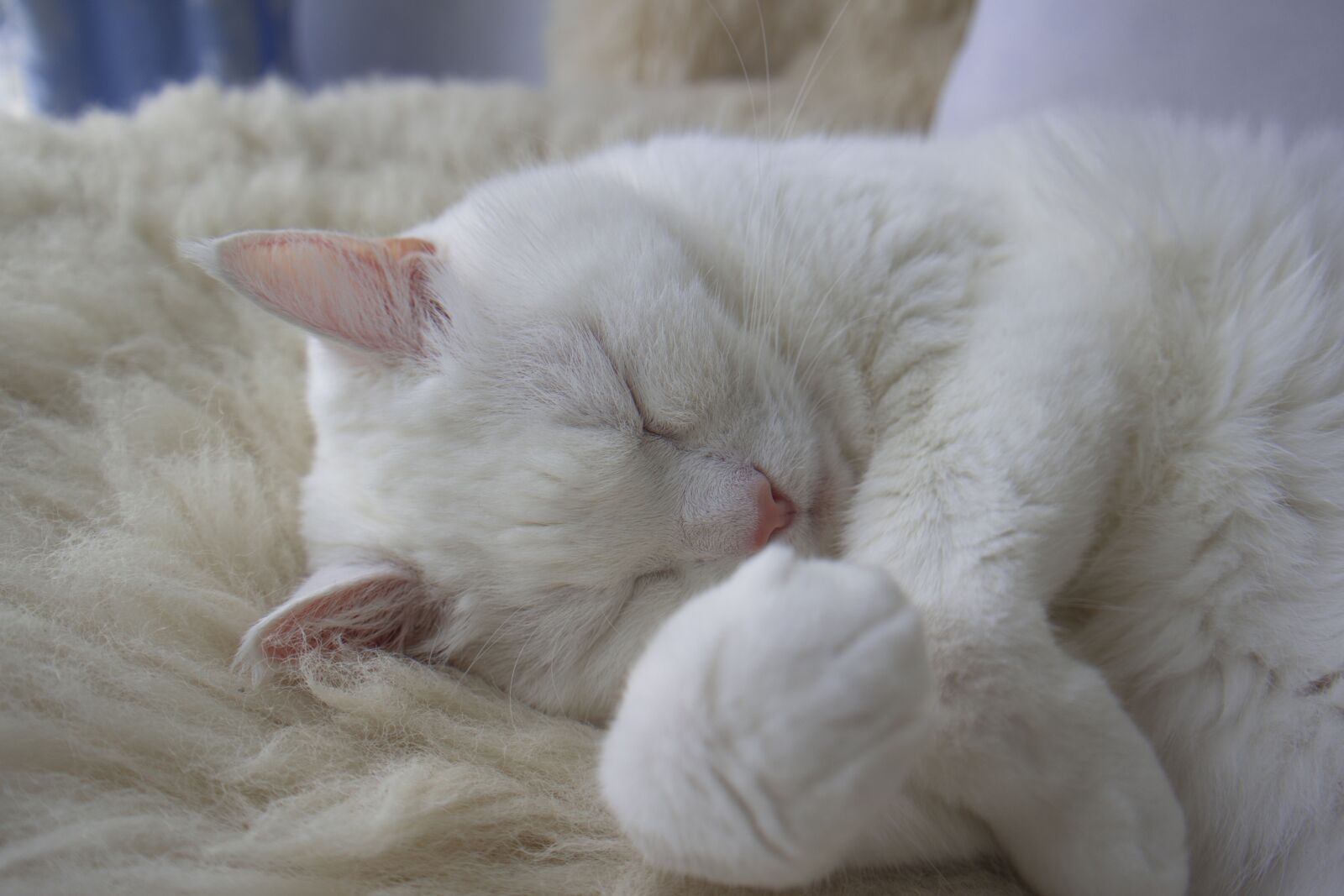 Samsung NX300 sample photo. Cat, white, pet photography