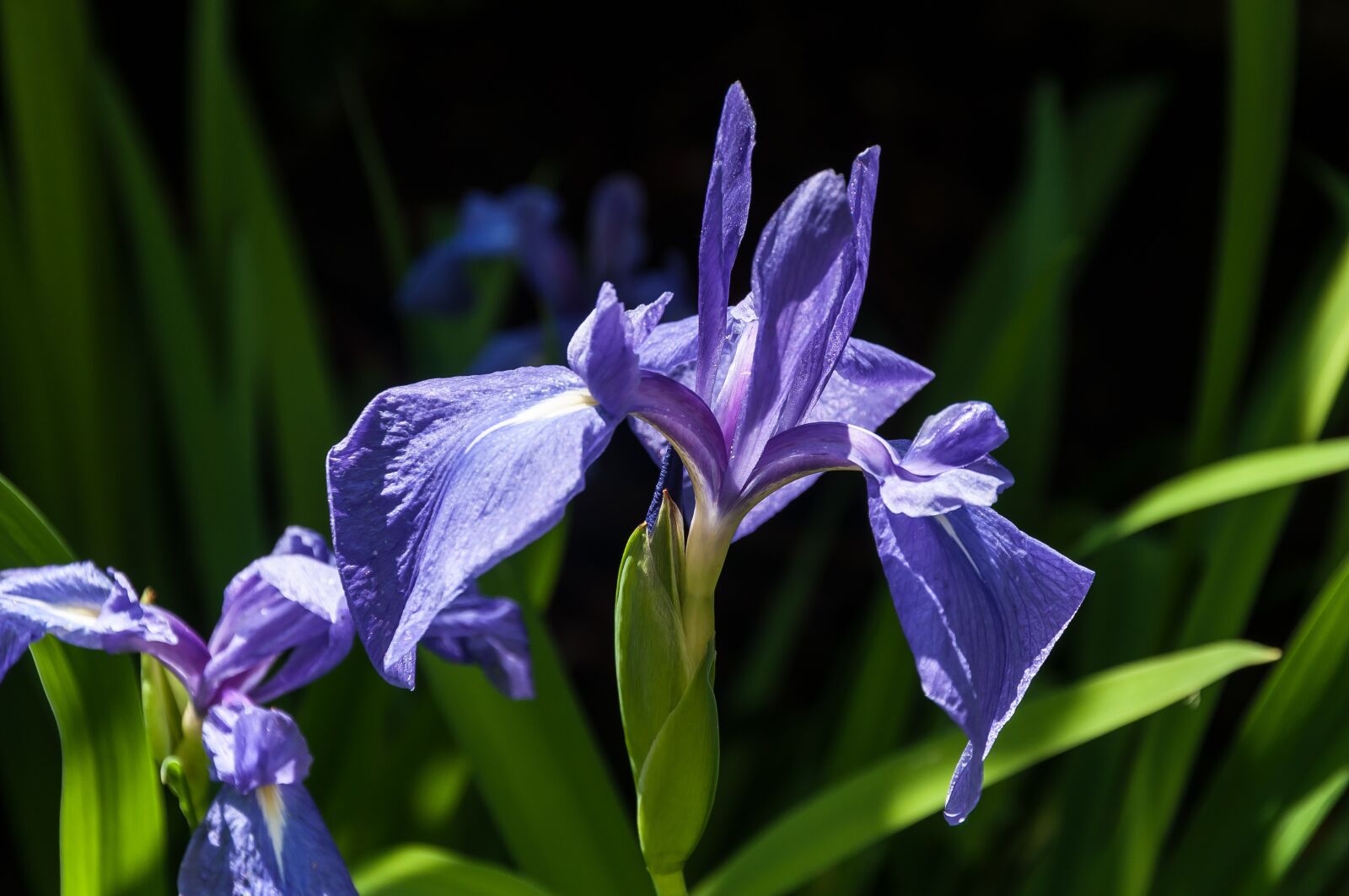 Nikon D5000 sample photo. Flower, nature, bloom photography
