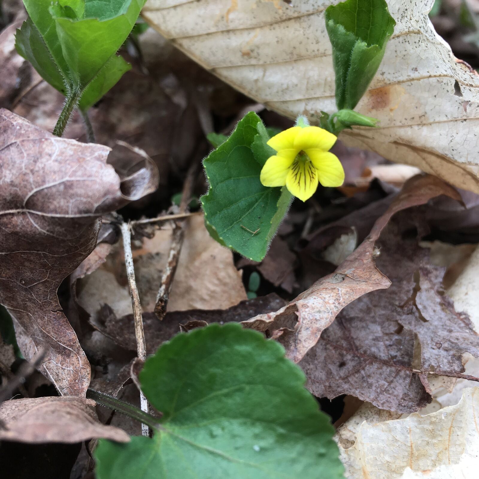 Apple iPhone 6s sample photo. Yellow violet, flower, spring photography