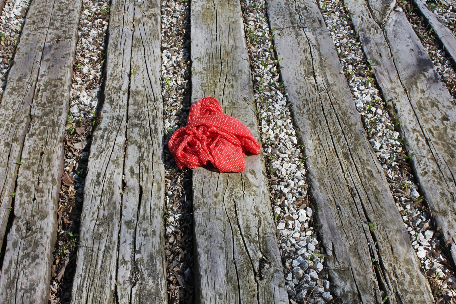 Canon EOS 550D (EOS Rebel T2i / EOS Kiss X4) sample photo. Wood, brown, nature photography