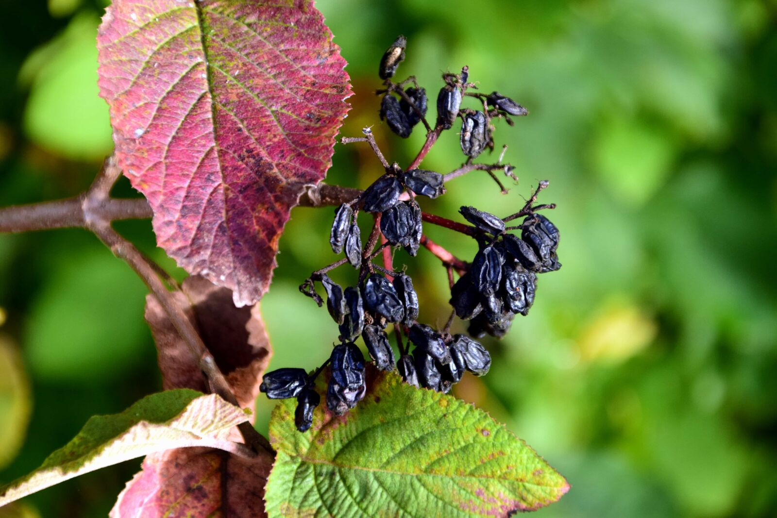 Nikon D3300 sample photo. Nature, garden, leaf, flora photography