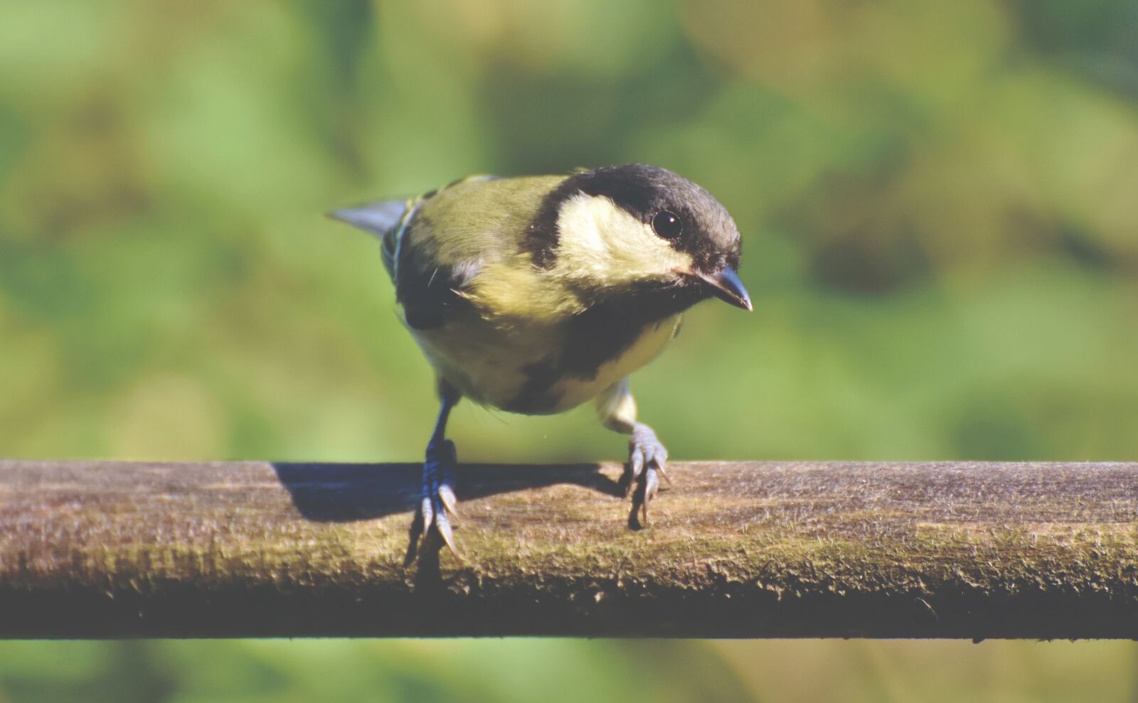 Nikon D7200 sample photo. Tit, songbird, small bird photography