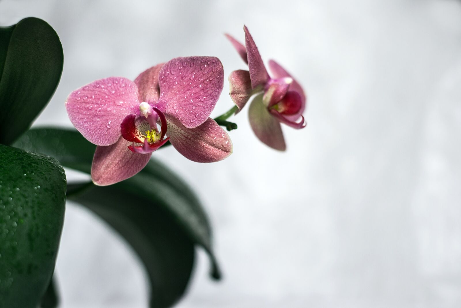Nikon D3100 sample photo. Orchid, flower, bloom photography