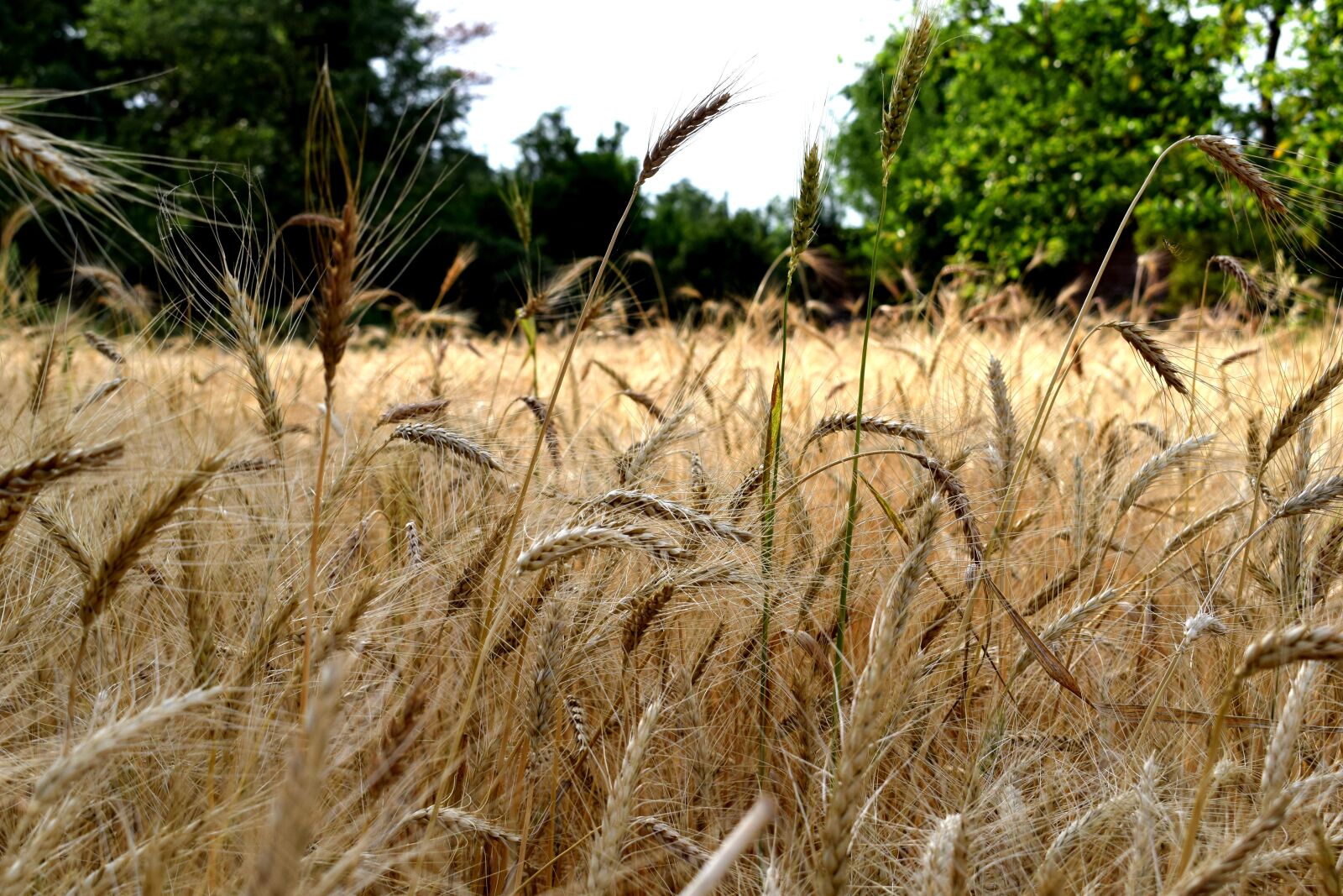 Nikon D3300 sample photo. Nature, wheat, field photography