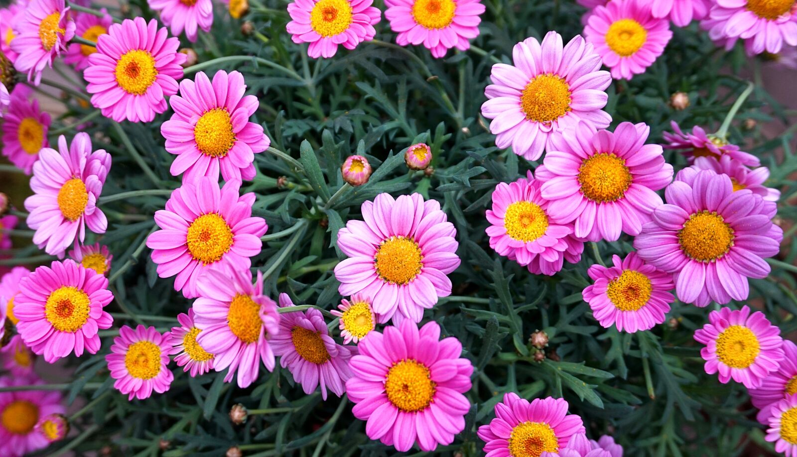 Sony Alpha a5000 (ILCE 5000) sample photo. Flower, margarite, pink photography