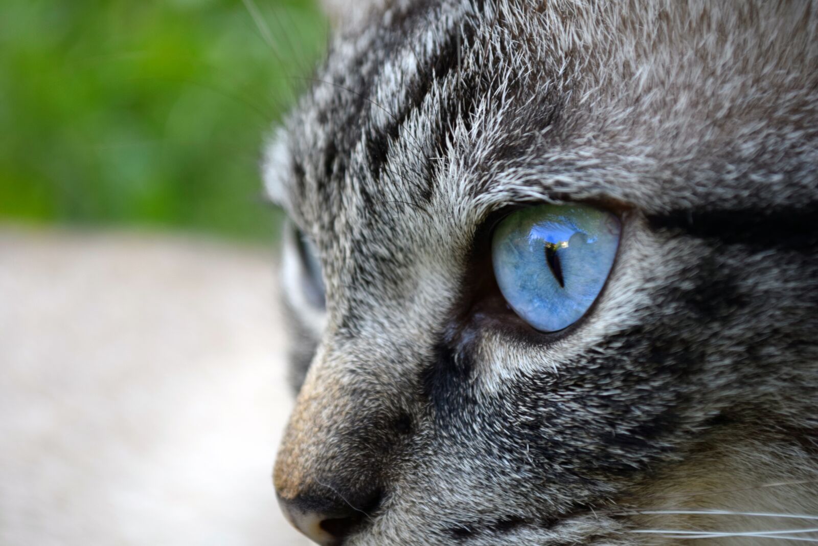Nikon D5300 sample photo. Cat, eye, animal photography
