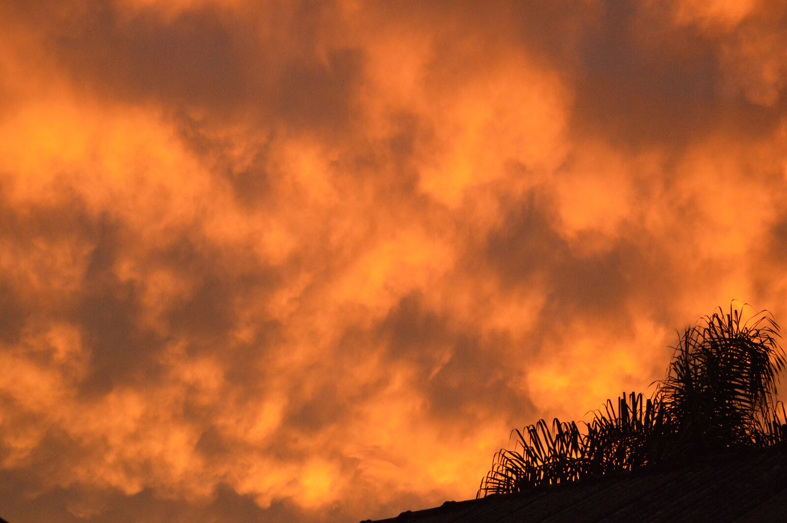 Nikon D3200 sample photo. Sky, orange, trees photography