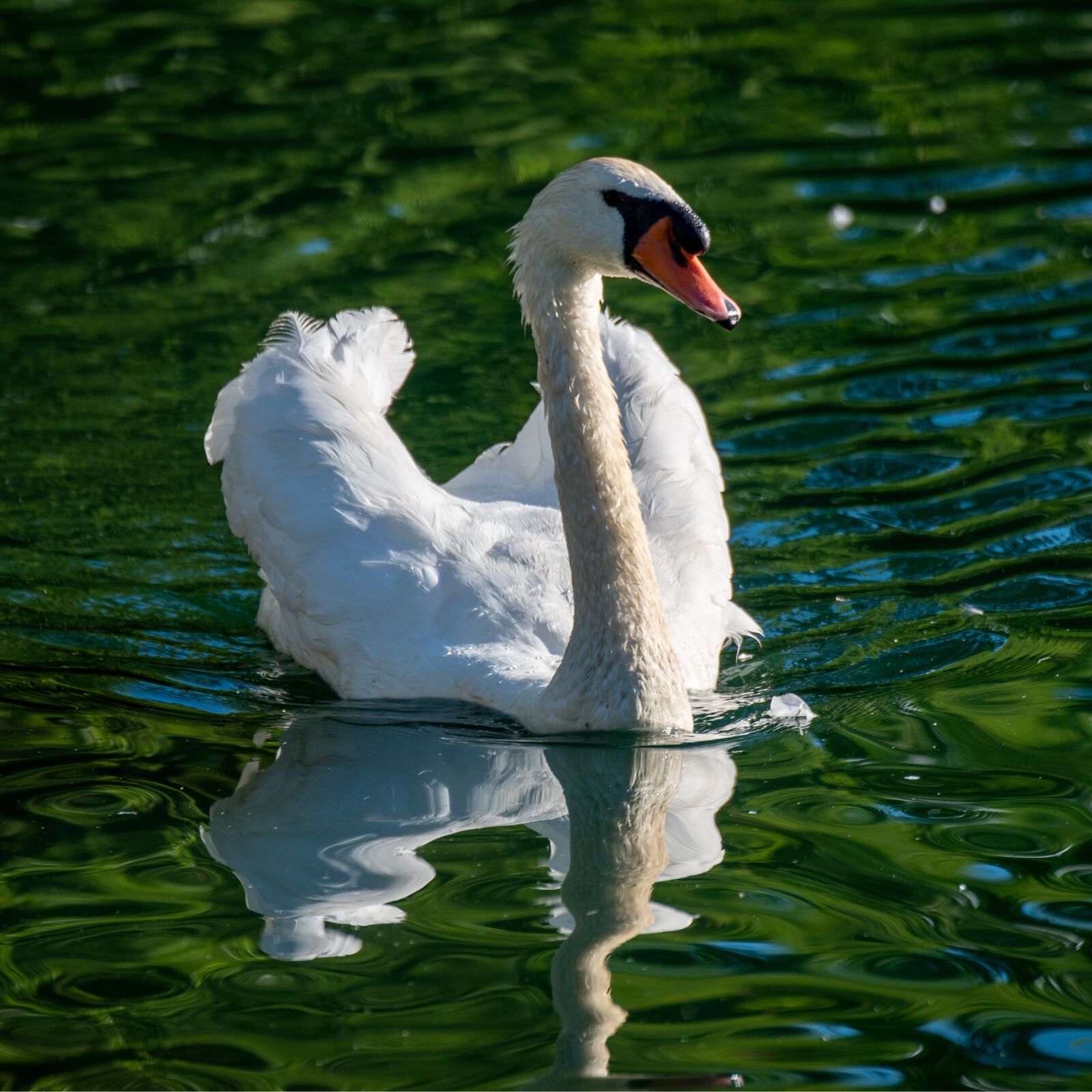Nikon D750 sample photo. Swan, mute swan, white photography
