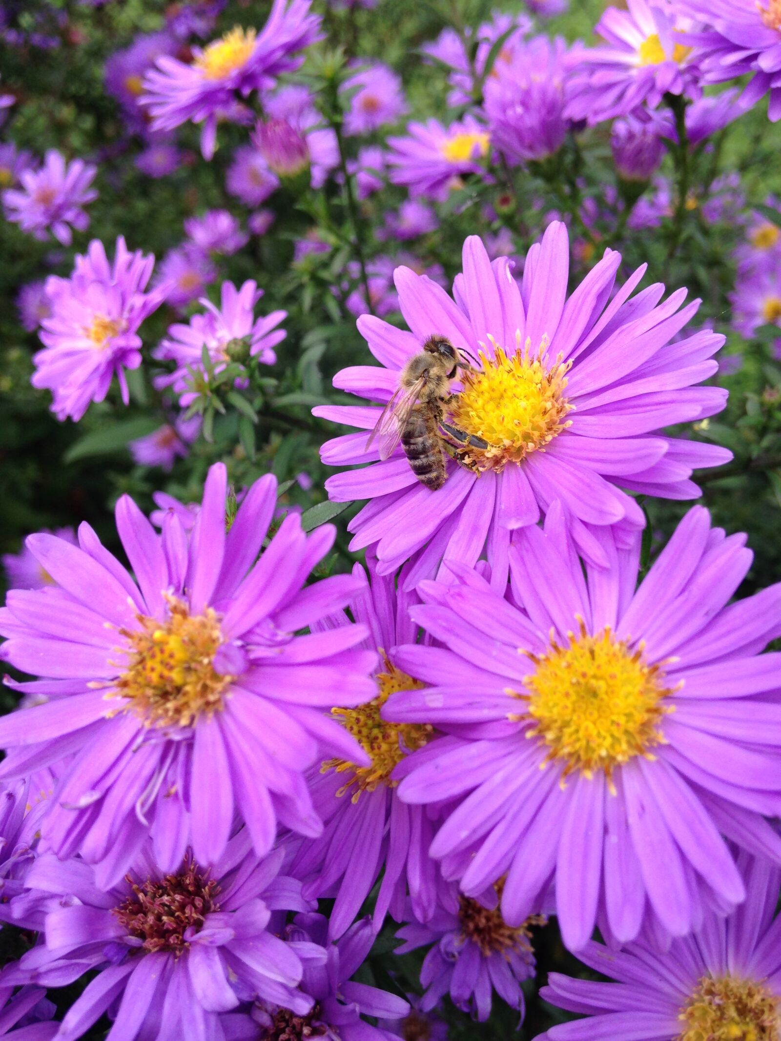iPhone 5c back camera 4.12mm f/2.4 sample photo. Aster, herbstaster, garden photography