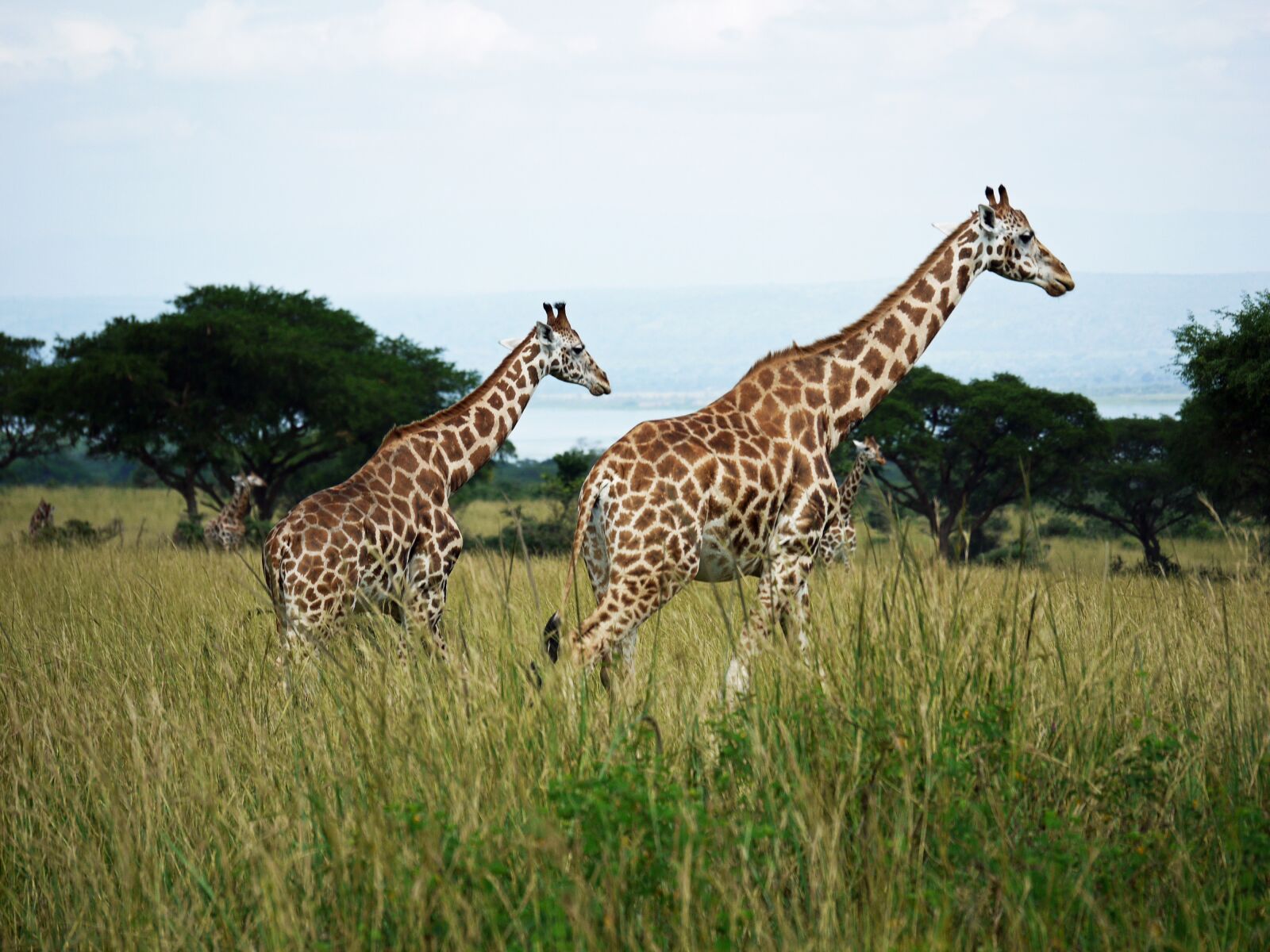 Panasonic Lumix DMC-G1 sample photo. Giraffes, rothschild-giraffes, uganda photography