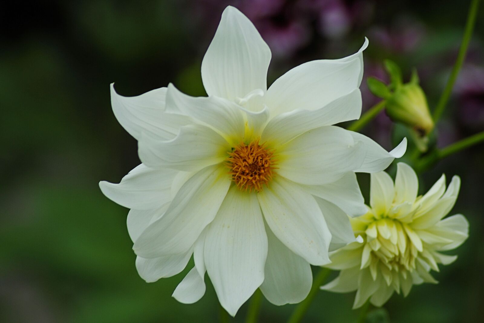 Nikon D3000 sample photo. Dahlias, dahlia garden, flower photography