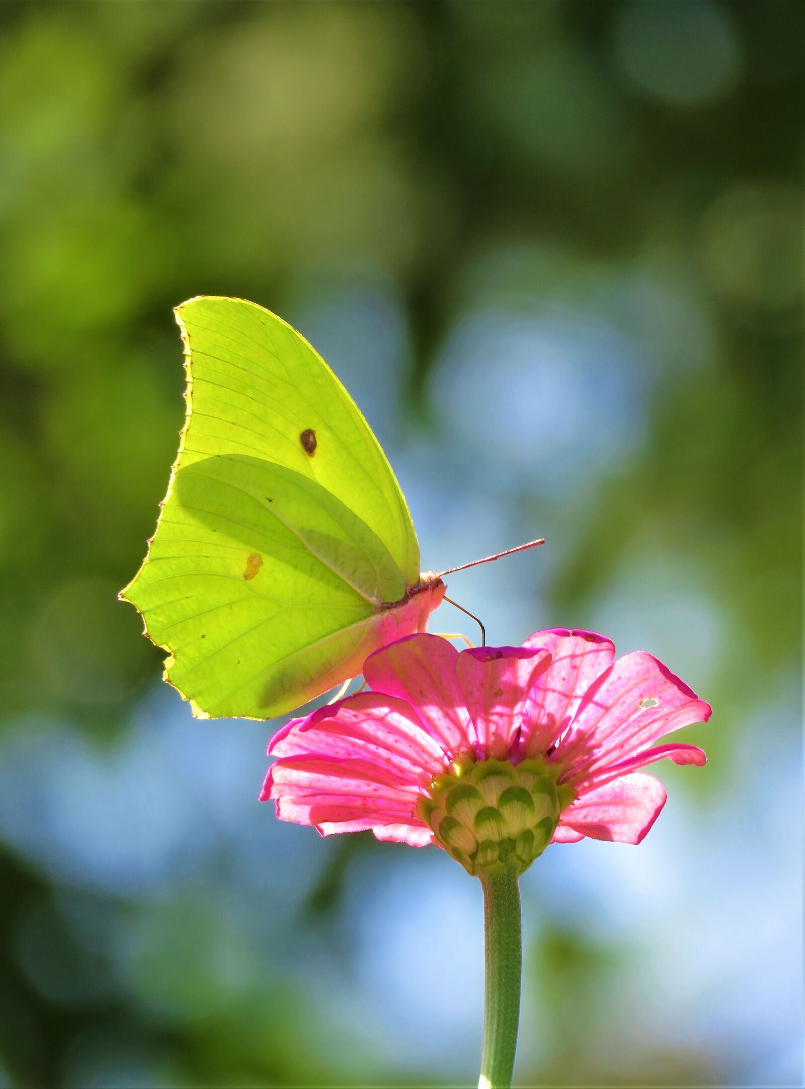 Canon PowerShot SX60 HS sample photo. Butterfly, flower, garden photography