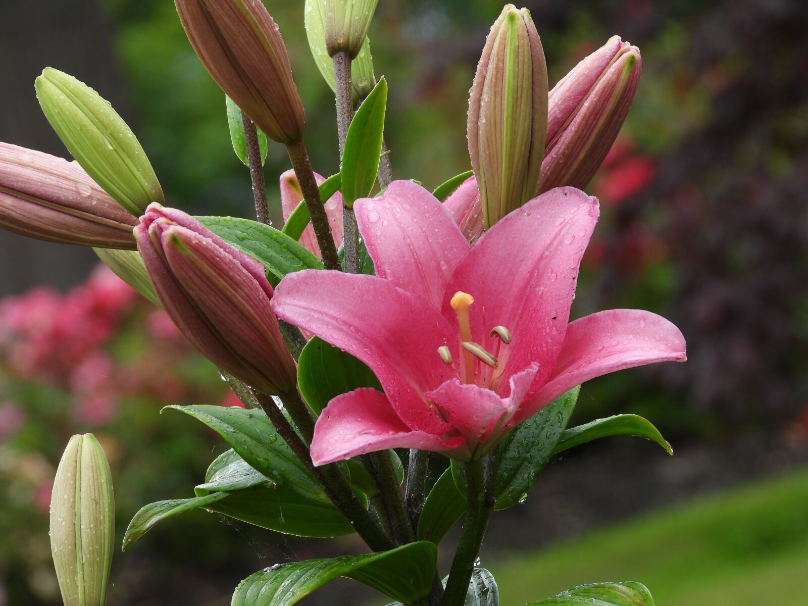 Nikon Coolpix P1000 sample photo. Lily, flower, bloom photography