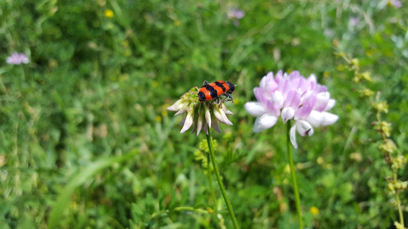 Samsung Galaxy S6 sample photo. Trichodes alvearius, securigera varia photography