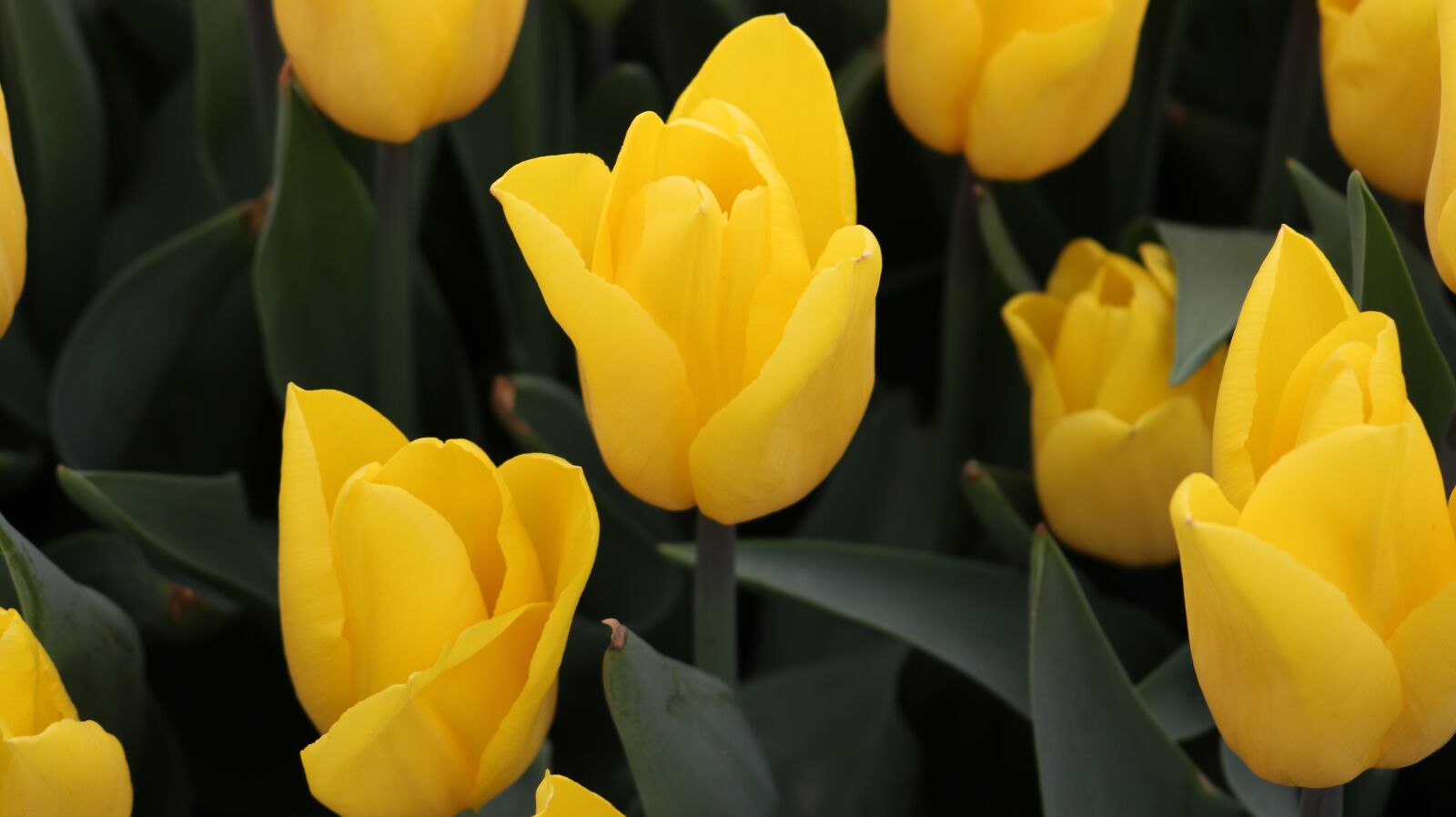 Canon EOS 750D (EOS Rebel T6i / EOS Kiss X8i) sample photo. Tulip, flower, nature photography