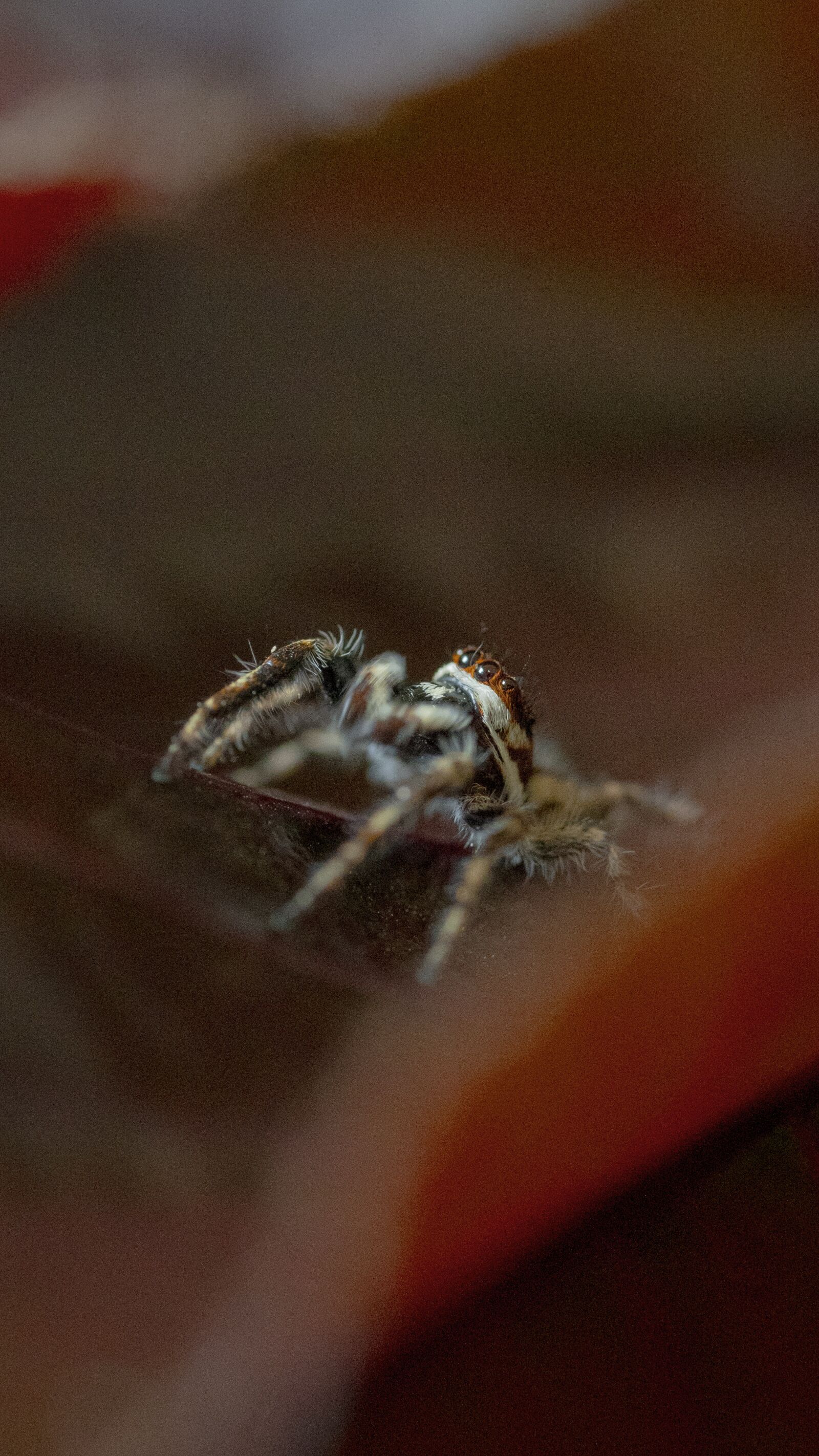 Sony a7 III + Sony FE 90mm F2.8 Macro G OSS sample photo. Spider, jumping spider, eyes photography