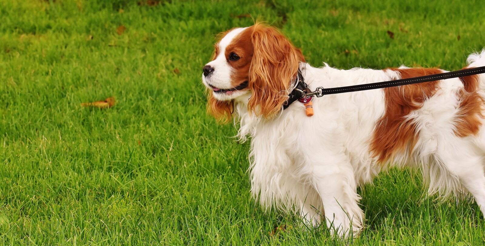Nikon D7200 sample photo. Dog, cavalier king charles photography