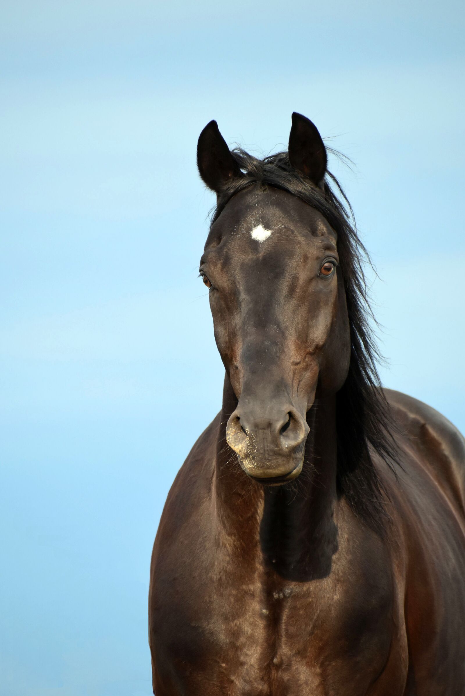 Nikon D3500 sample photo. Rap, horse, horse head photography