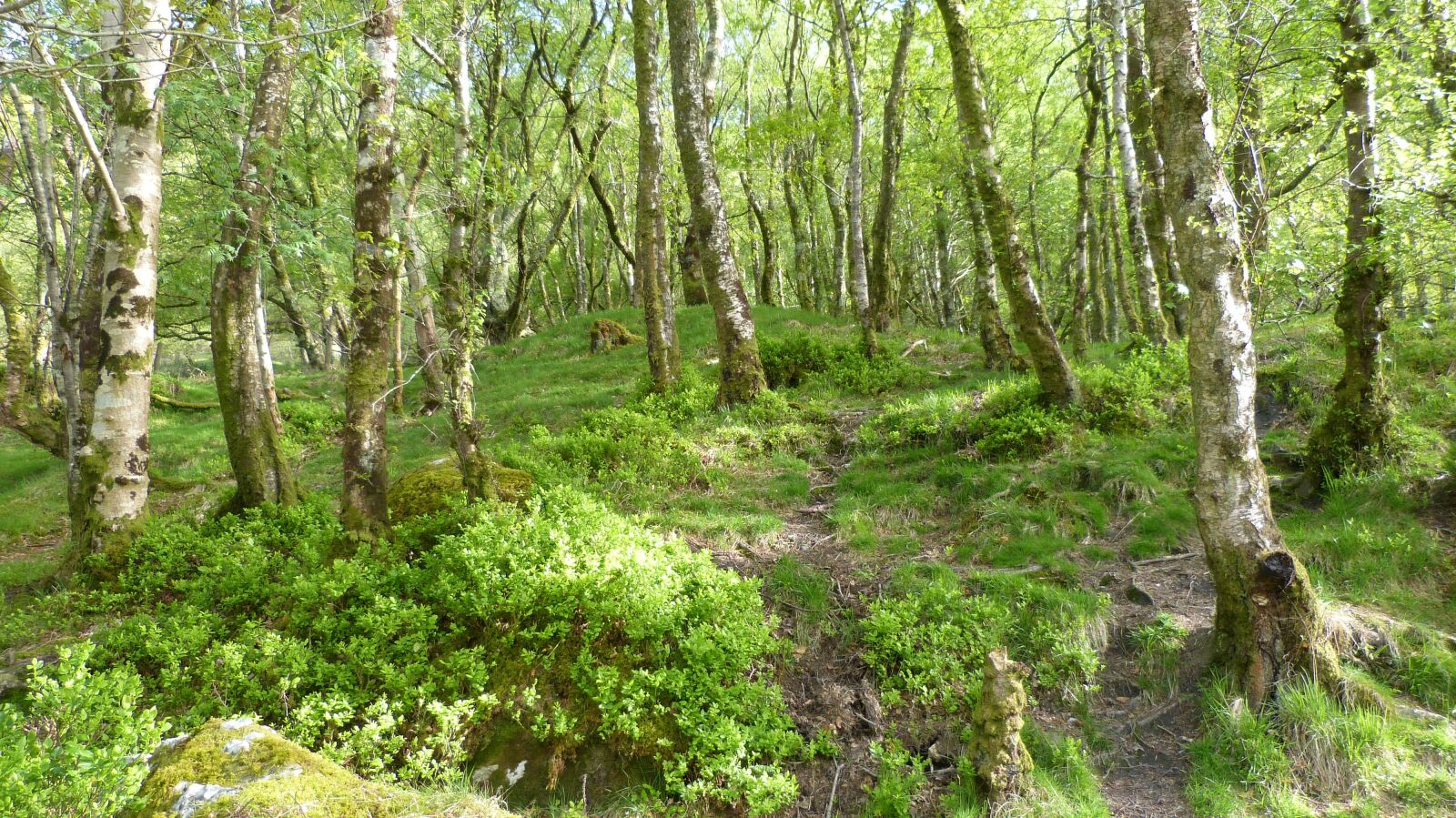 Panasonic Lumix DMC-FZ150 sample photo. Forest, ireland, birch photography