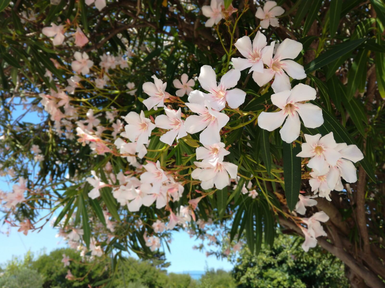 HUAWEI Honor 5C sample photo. Oleander, tree, flowers photography