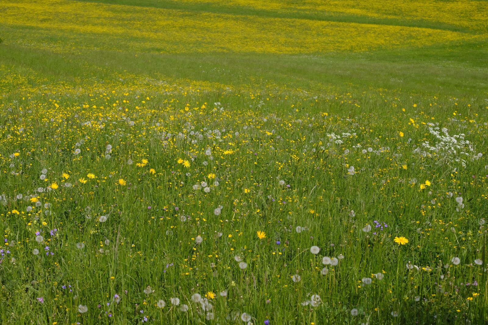 Fujifilm X-T2 sample photo. Meadow, grass, bloom photography