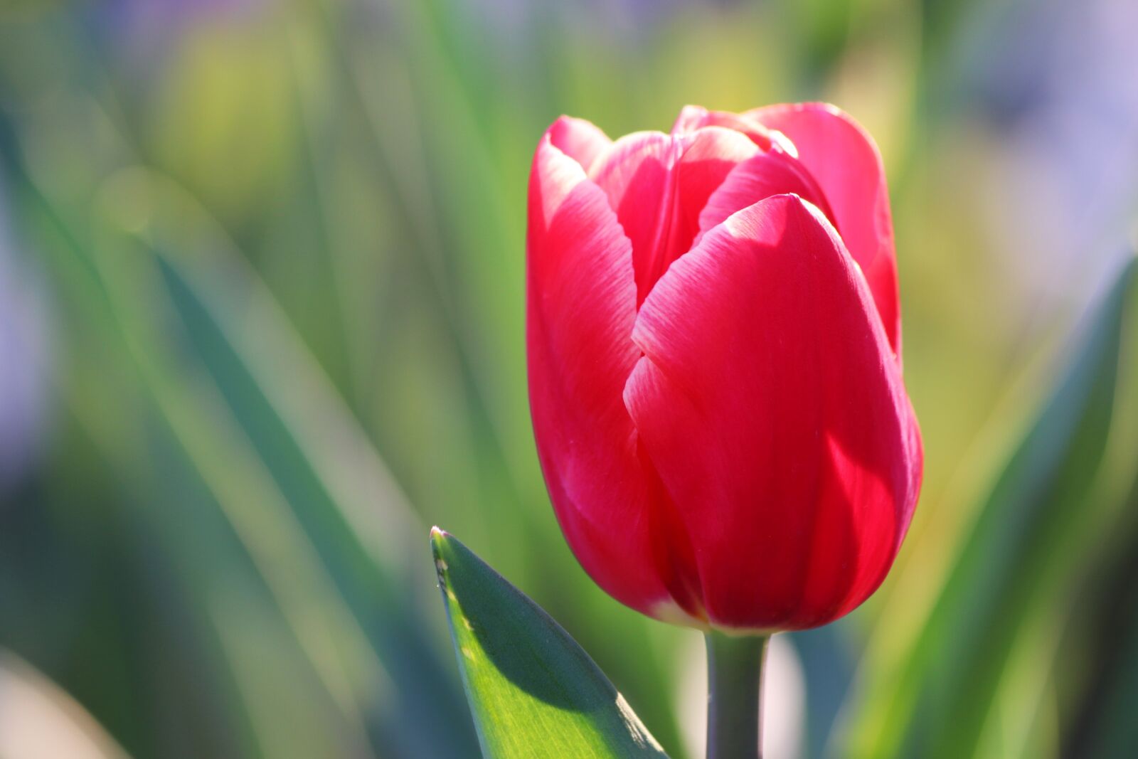 Canon EOS 200D (EOS Rebel SL2 / EOS Kiss X9) sample photo. Red tulip, bloom, spring photography