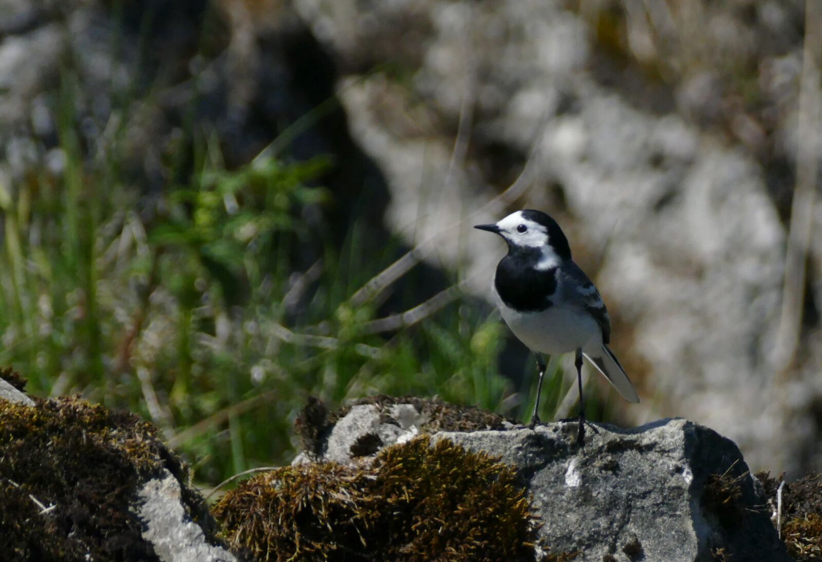 Panasonic Lumix DMC-FZ1000 sample photo. White wagtail, motacilla alba photography