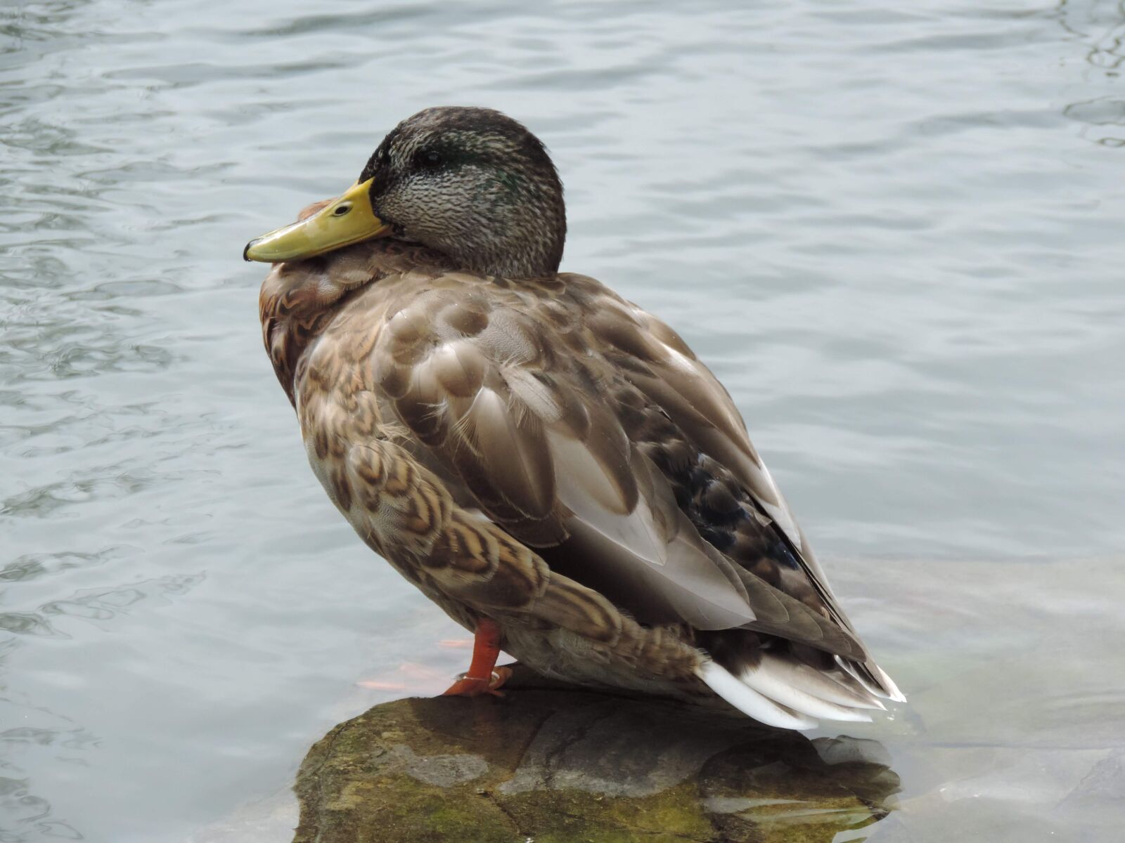 Nikon Coolpix P520 sample photo. Duck, water, poultry photography