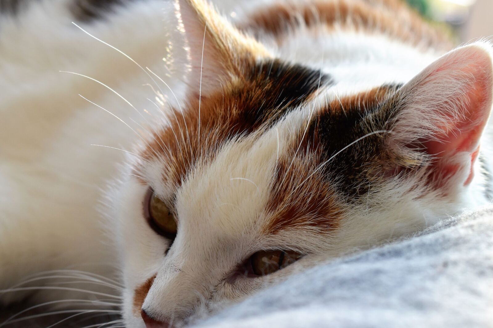 Nikon D5500 sample photo. Cat, animal, lazing around photography