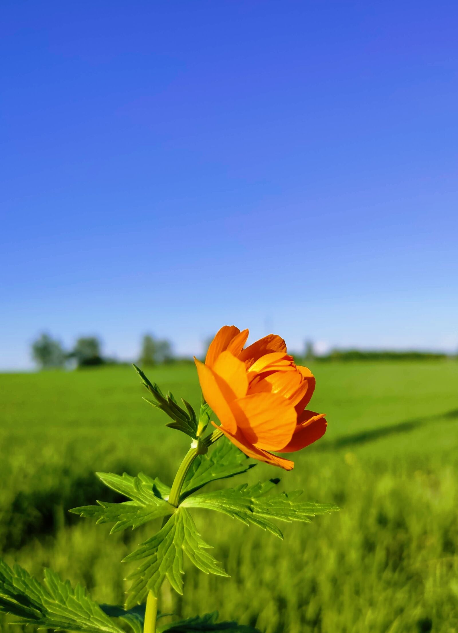 Xiaomi MI 9 sample photo. Orange, flower, garden photography