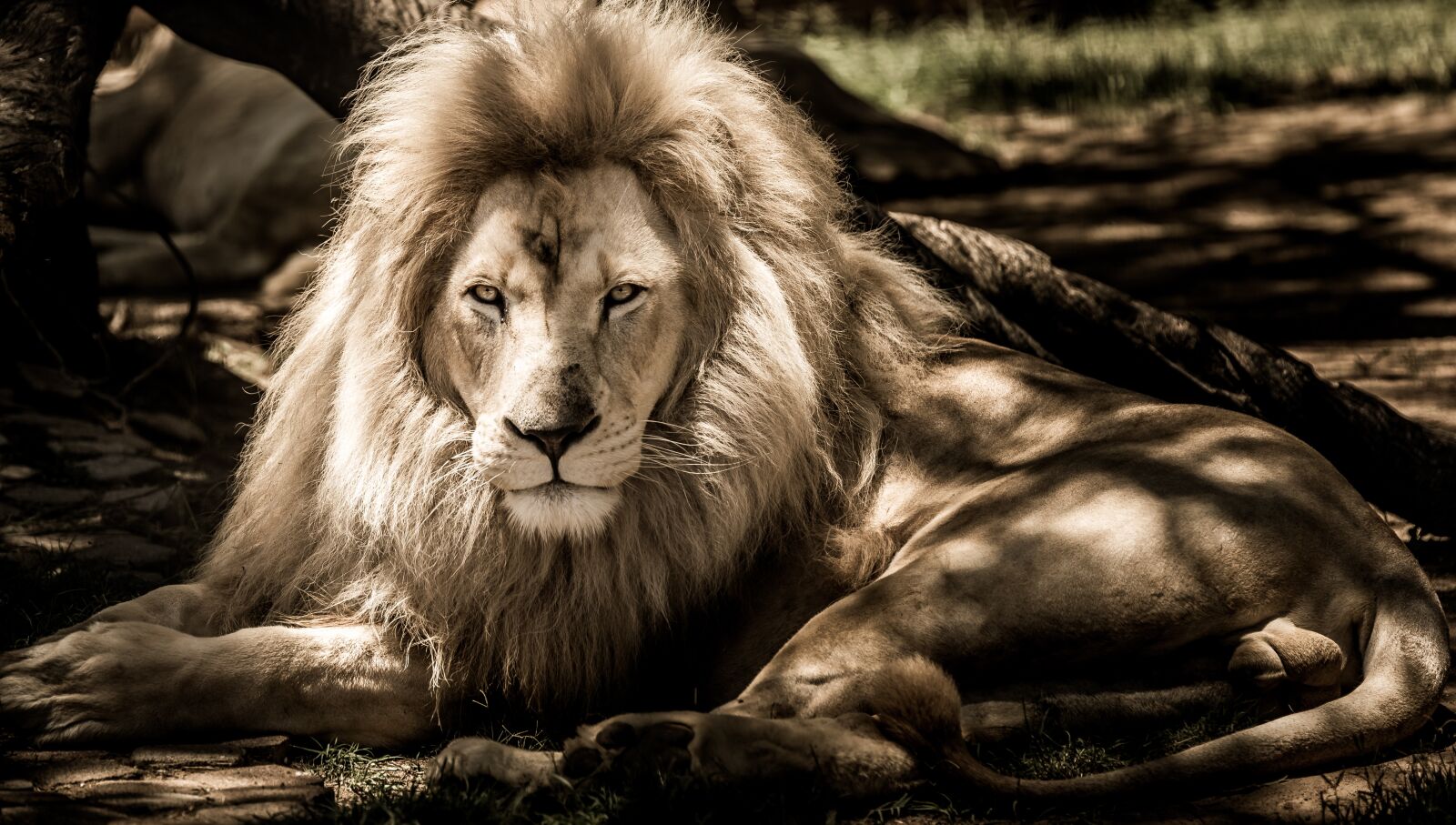 Tamron SP 70-200mm F2.8 Di VC USD sample photo. Mammal, lion, animal photography