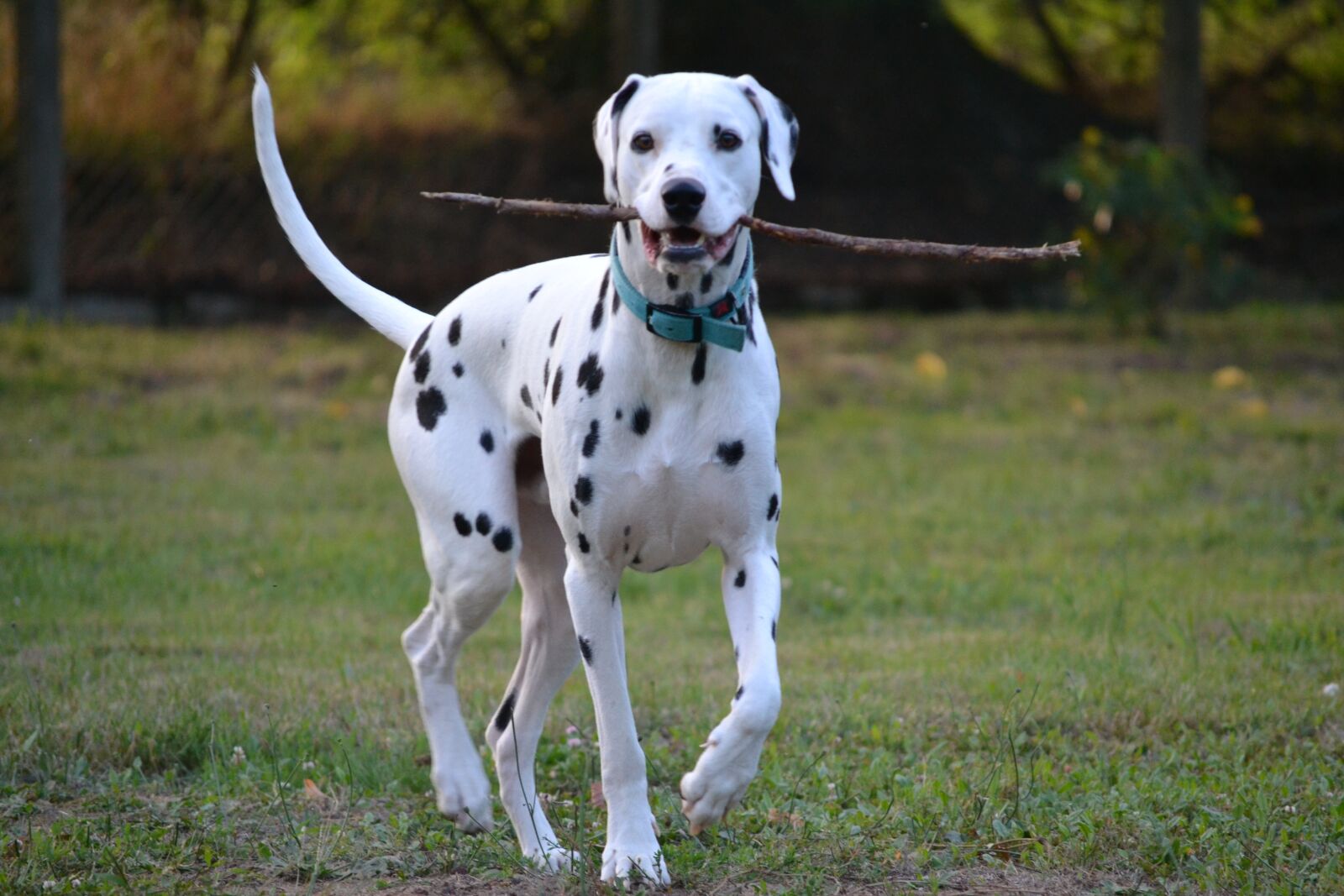 Nikon D3100 sample photo. Dog, animals, portrait animals photography