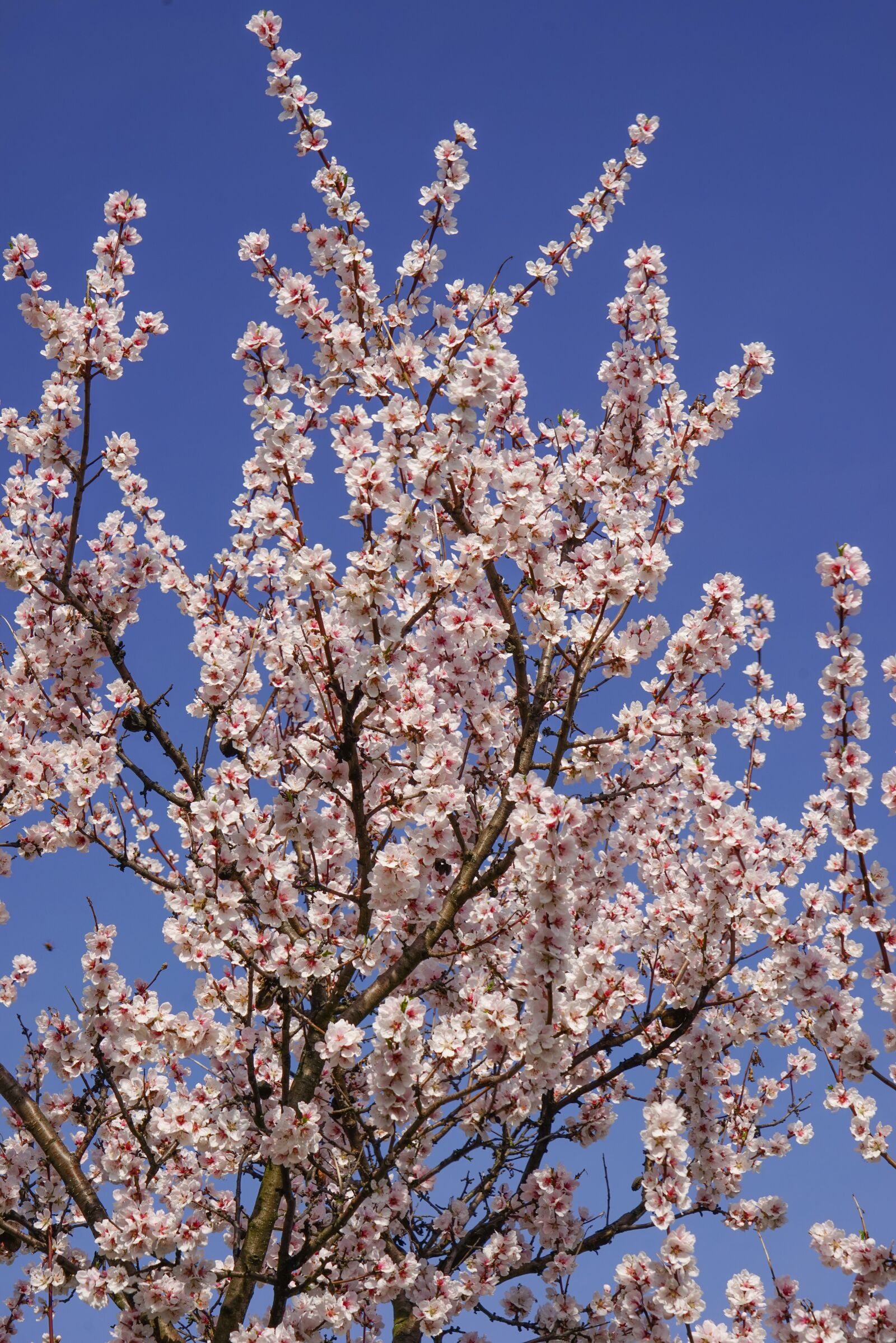 Sony a7R + Sony FE 24-240mm F3.5-6.3 OSS sample photo. Cherry blossom, tree, spring photography