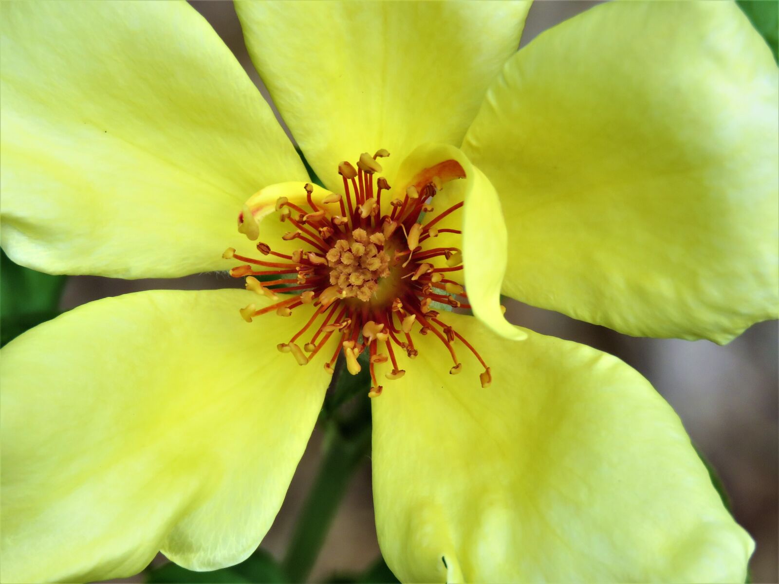 Canon PowerShot SX60 HS sample photo. Flower, yellow, rose photography