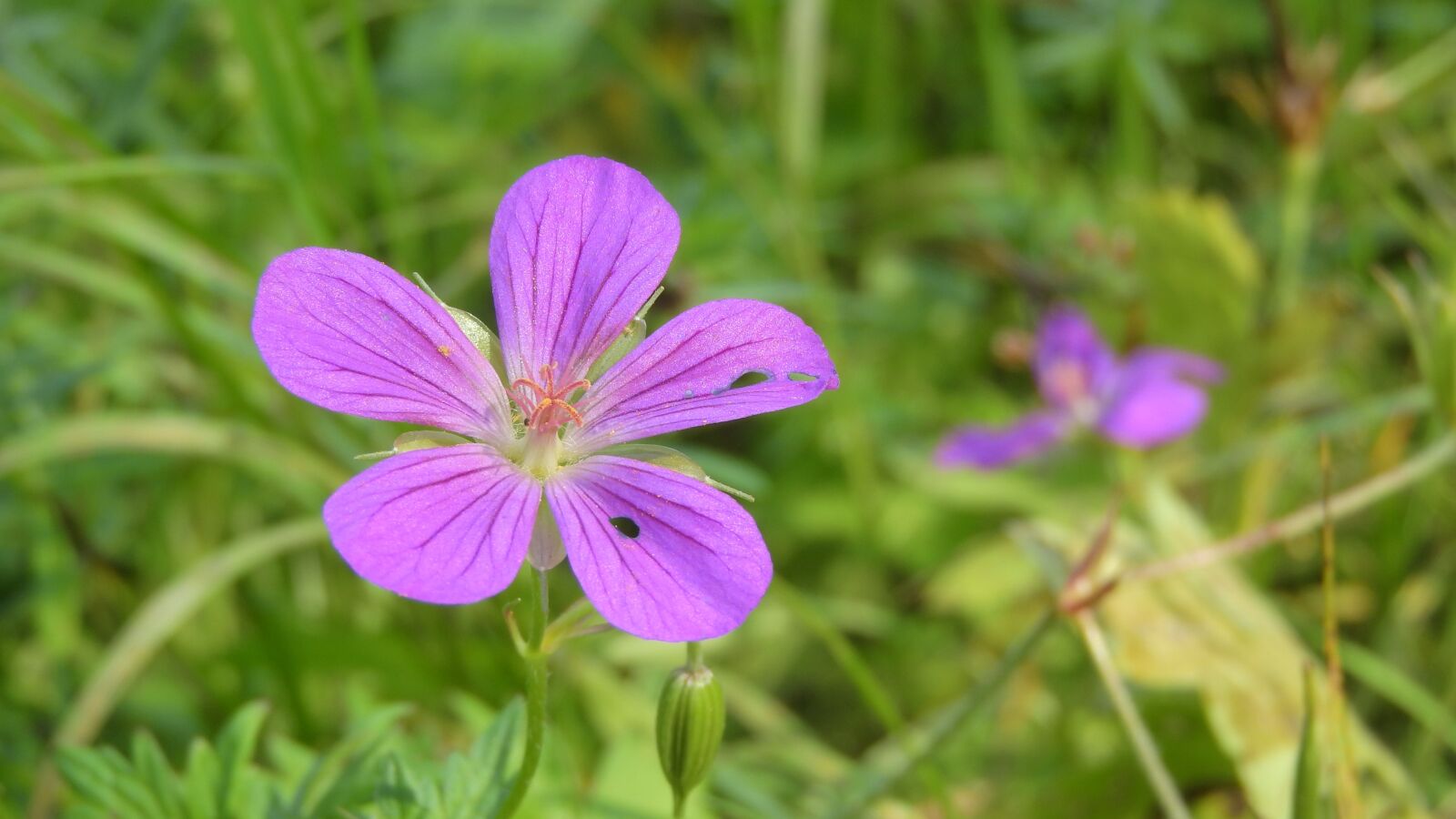Nikon Coolpix P610 sample photo. Geranium sanguineum, geranium, kakost photography