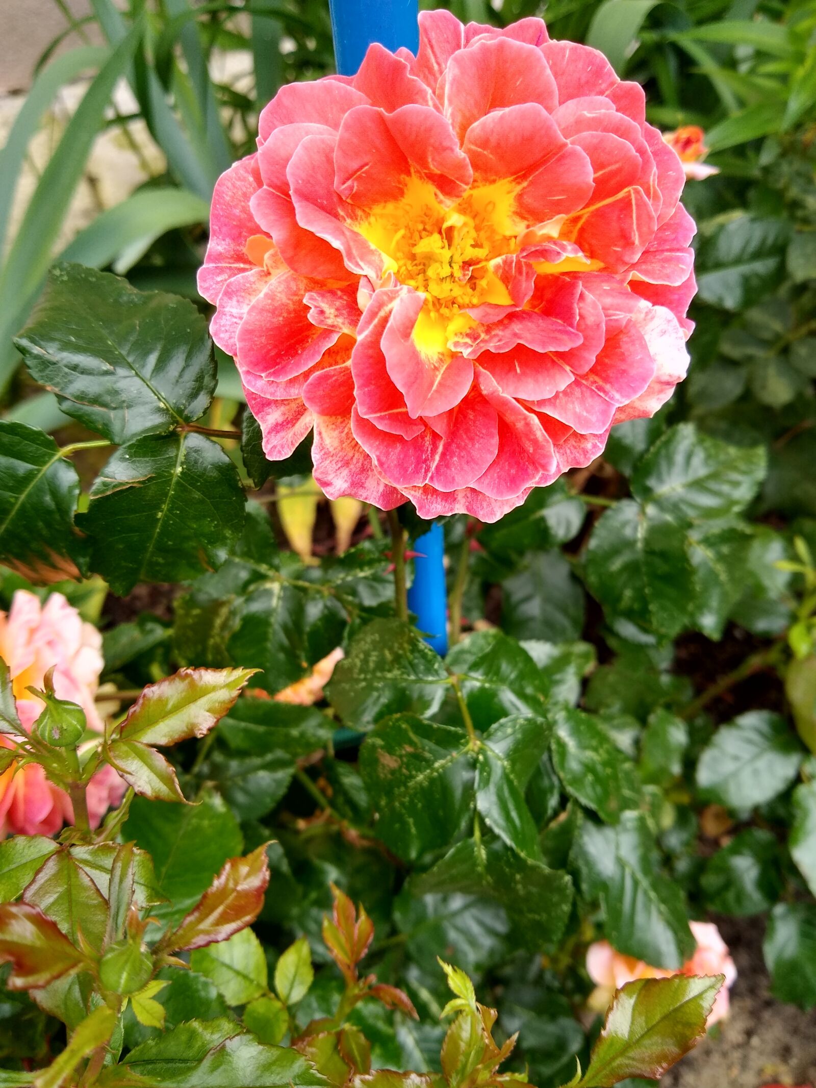 Motorola moto g(8) plus sample photo. Rose, roses, park photography