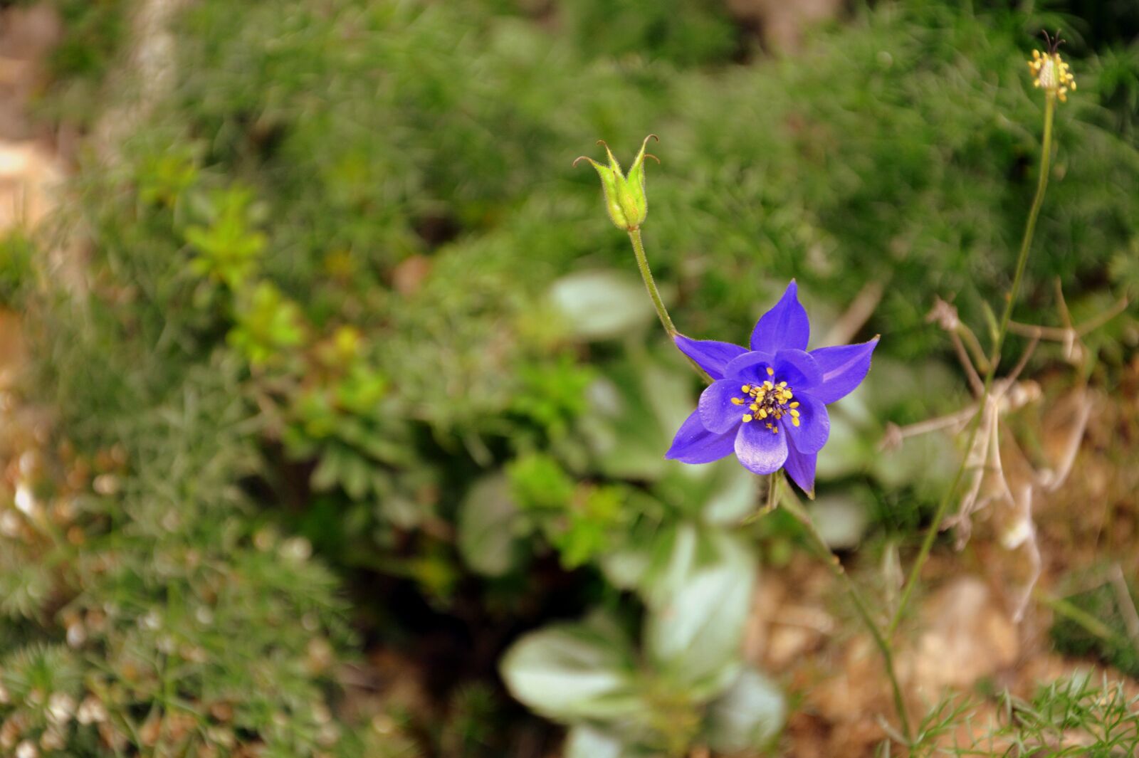 Nikon D7100 sample photo. Flower, nature, bloom photography