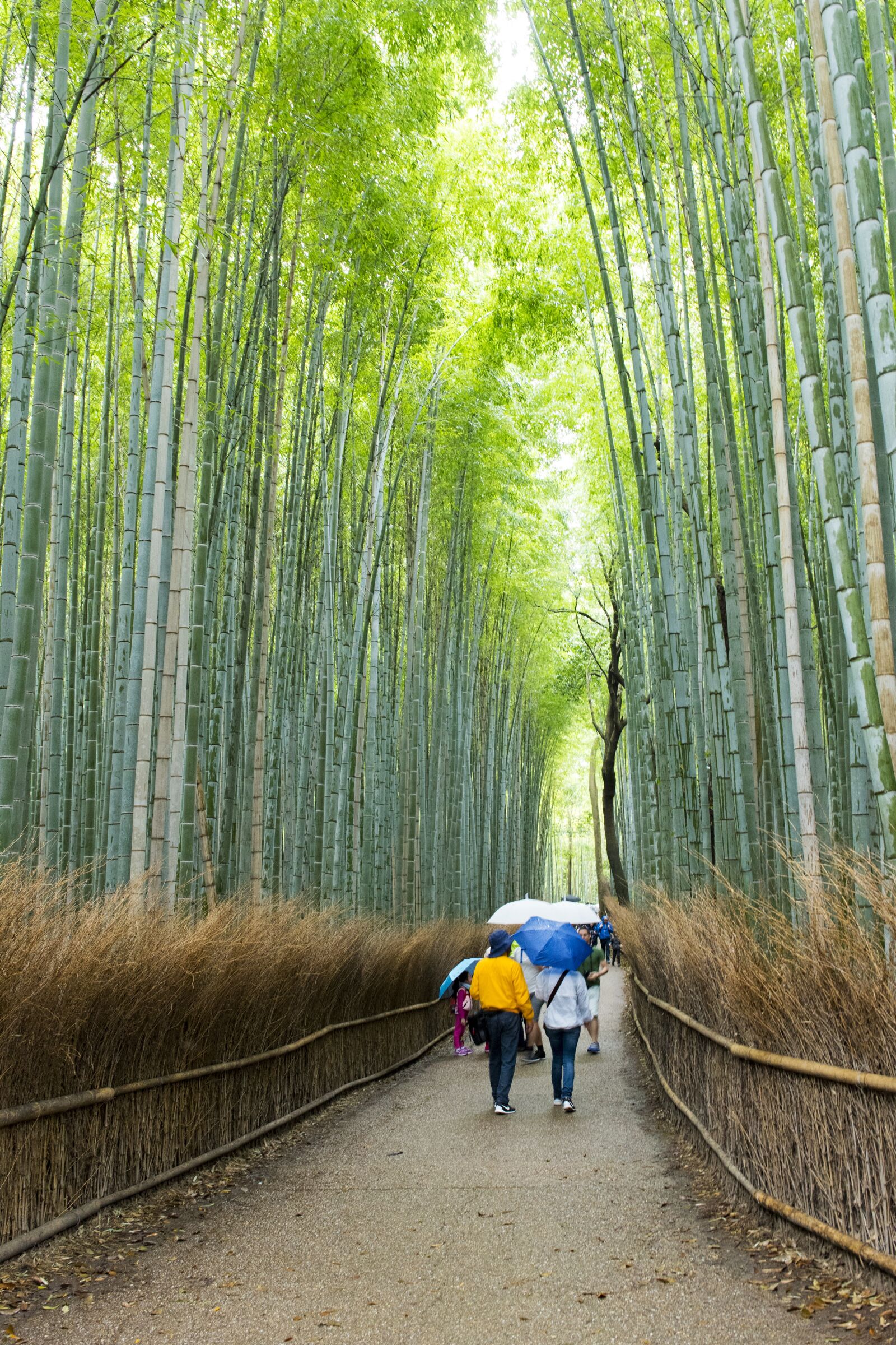 Nikon D750 sample photo. Arashiyama bamboo grove, bamboo photography