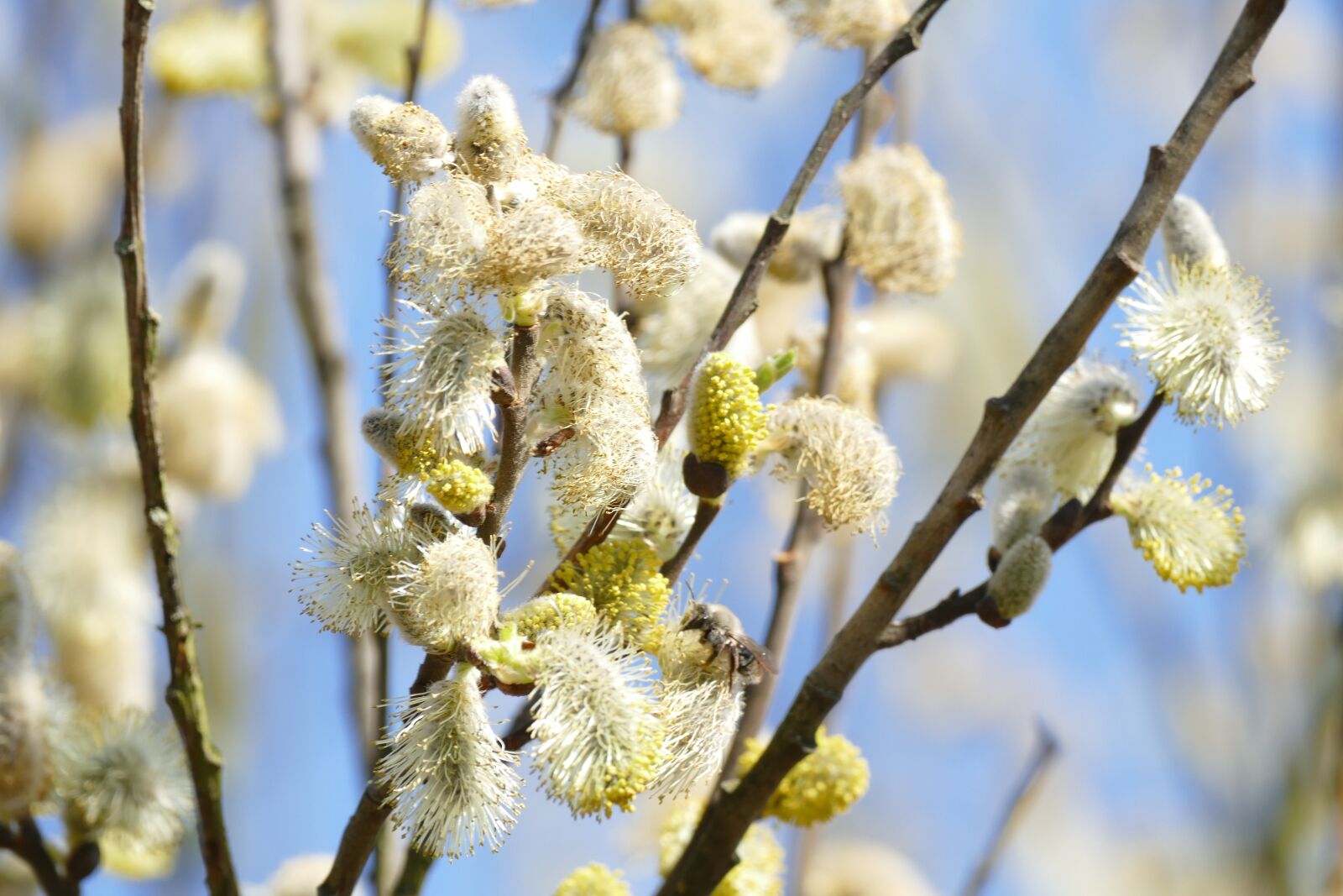 Panasonic Lumix DMC-FZ1000 sample photo. Willow kittens, bloom, spring photography