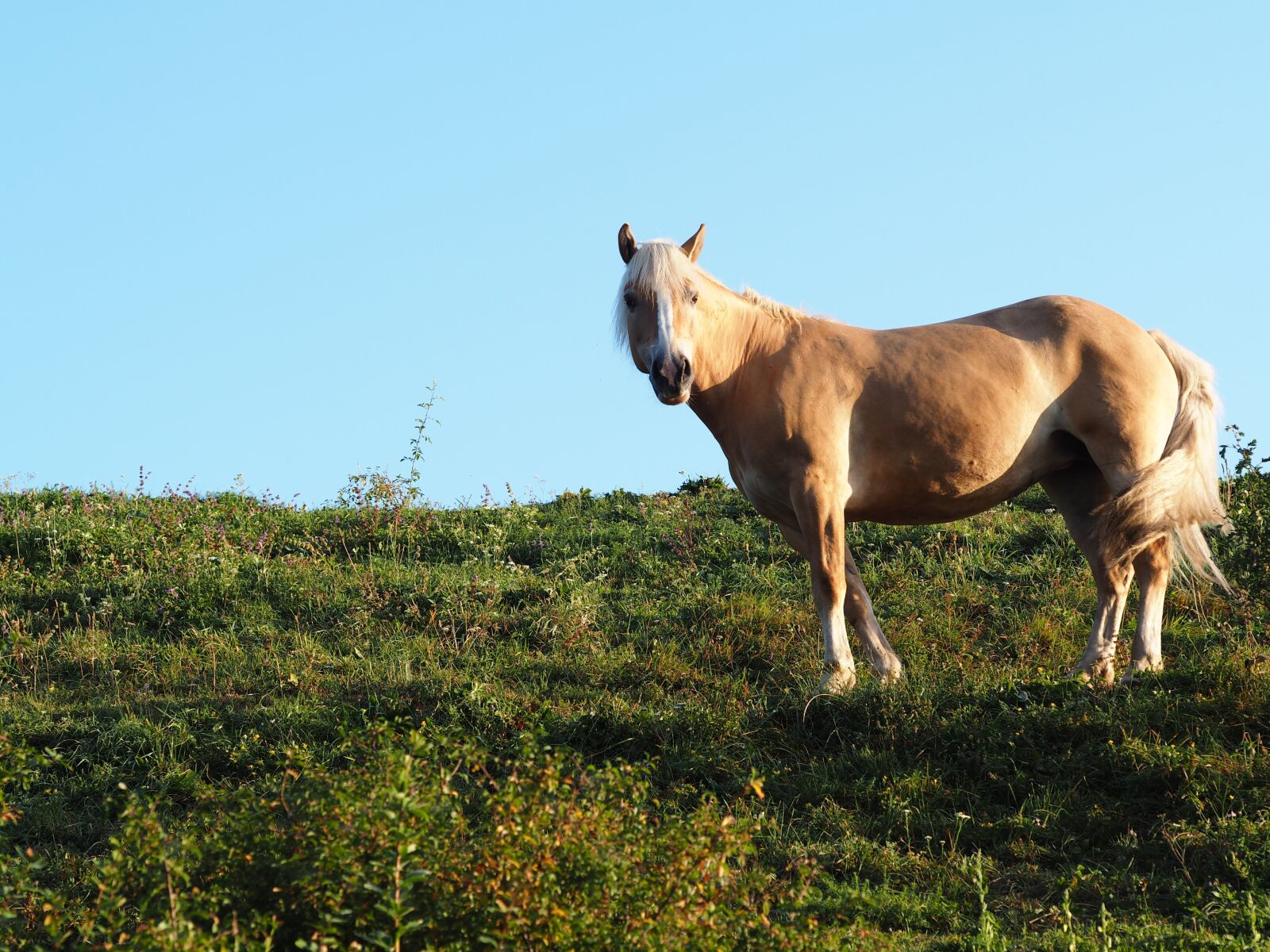 Olympus M.Zuiko Digital ED 60mm F2.8 Macro sample photo. Horse, animal, nature photography