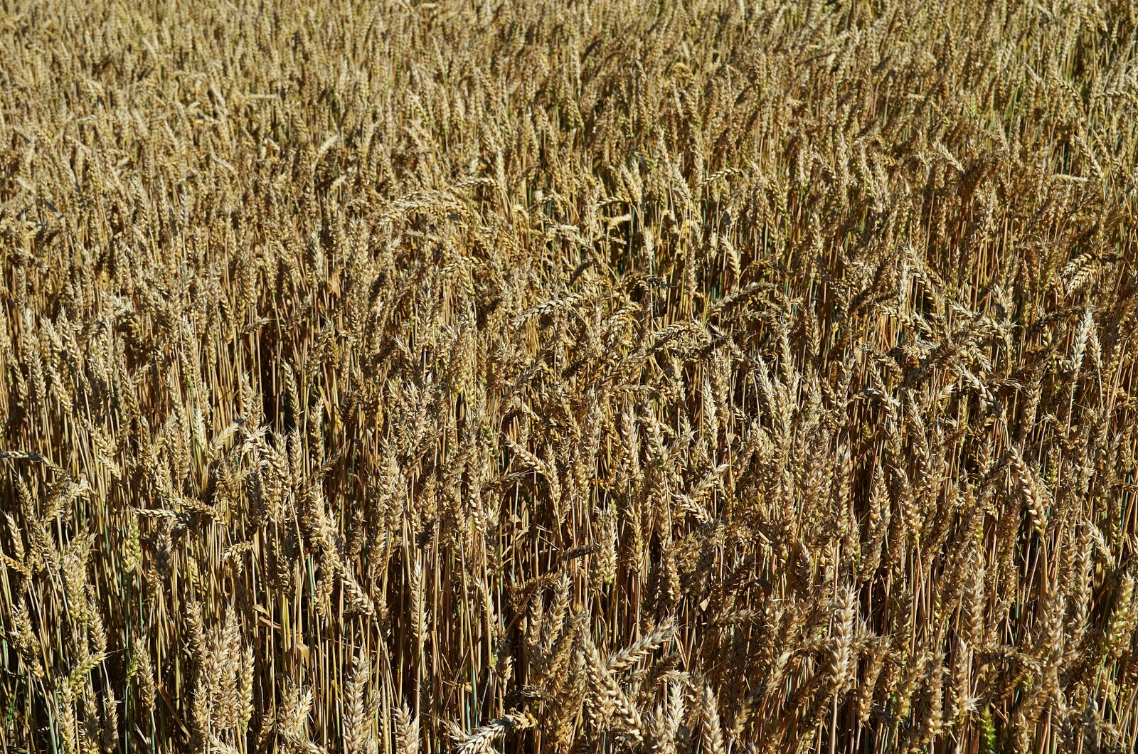 Nikon D5100 sample photo. Wheat, harvest, bread photography