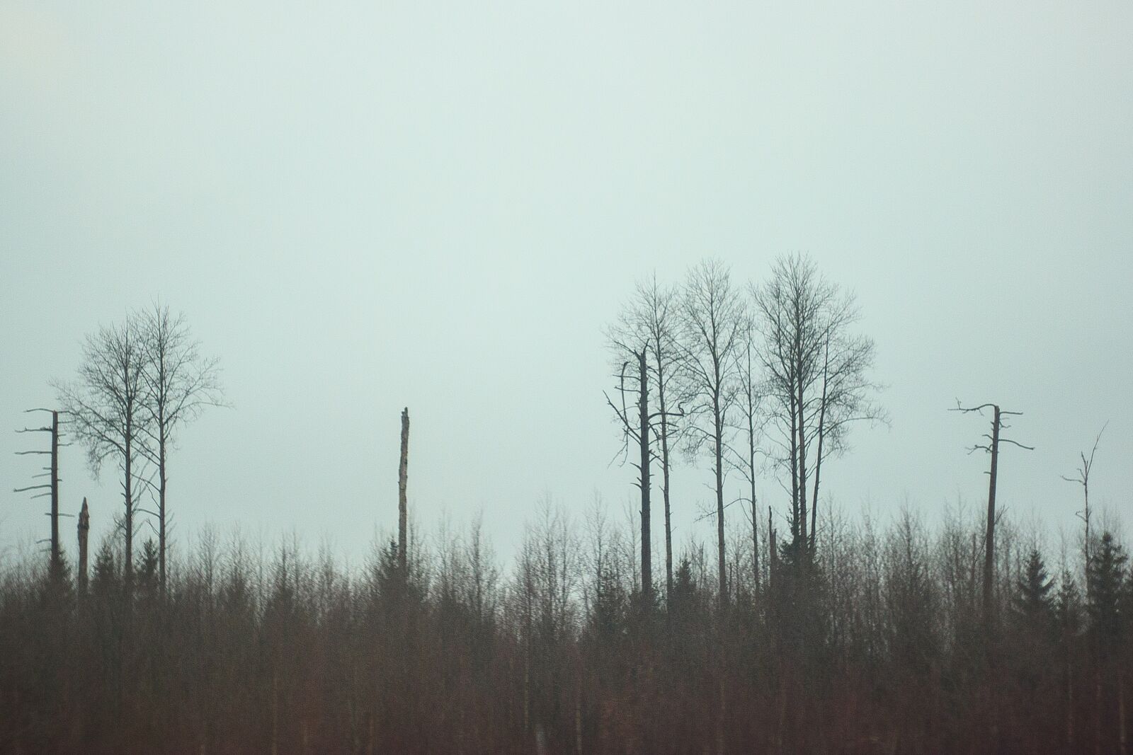 Canon EOS 600D (Rebel EOS T3i / EOS Kiss X5) sample photo. Forest, mist, fog photography